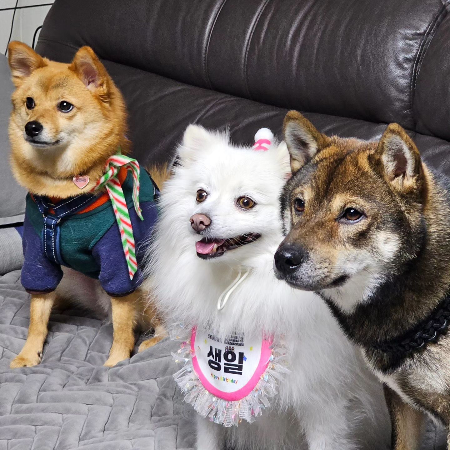 휴이생일 x 개사모

벌써 휴이 9번째 생일 🎂 
이제는 생일 같이 보내는 친구들도 있구
넘 행복한 하루🫶