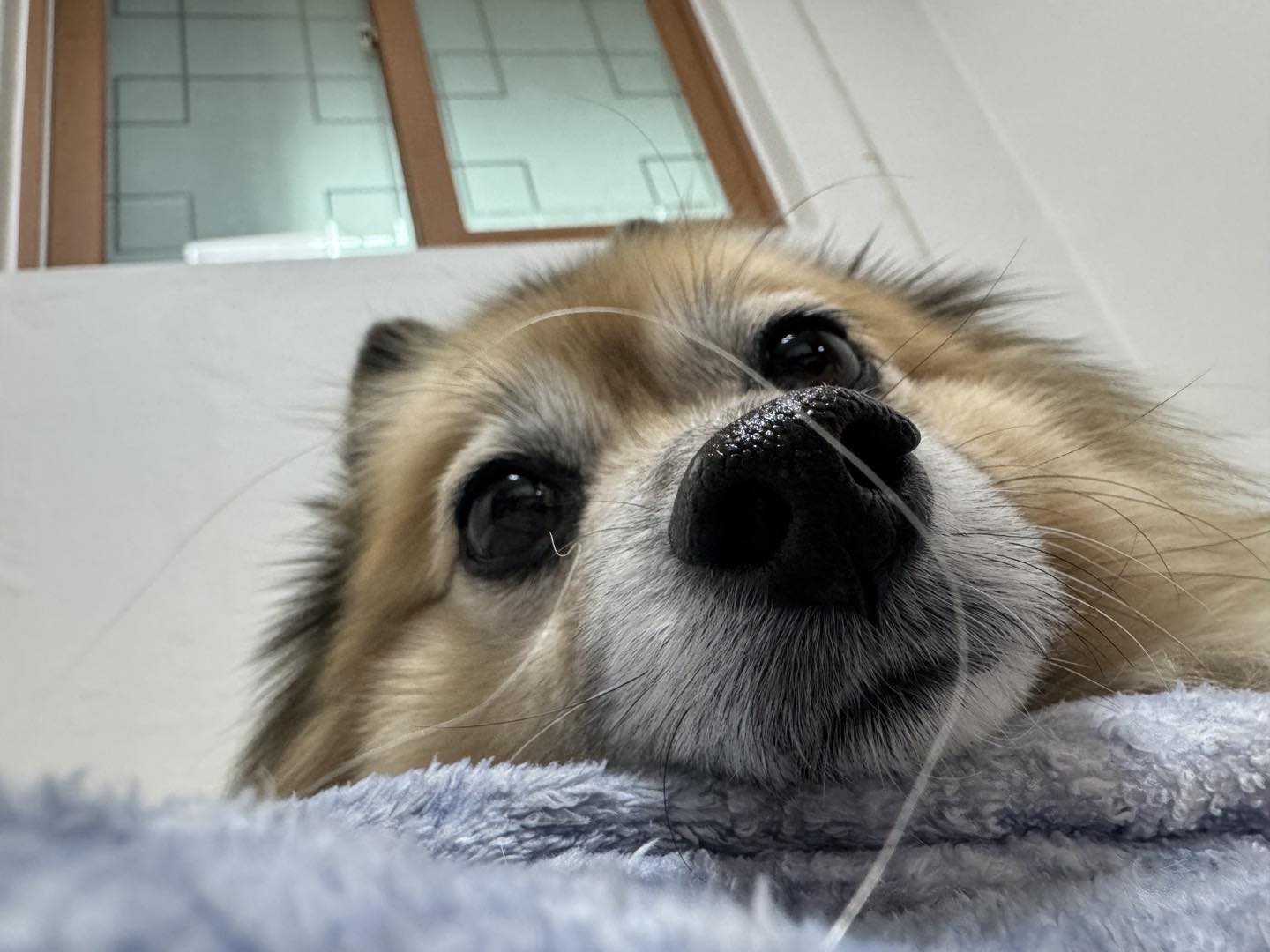 이게 진찌일 리 없어...
내 설날 돌려줘 ......