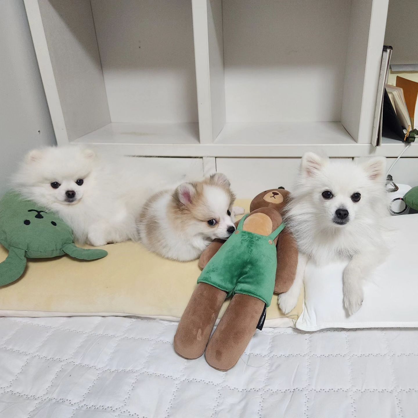 비싼 베개 사고는 나는 제대로 써보지도 못하네..
상추는 여전히 형아바라기ing...
형아는 이제 니맘대로하래...
송이는 나만바라기...🤭

곧 백수되니까 맨날 행복하게 보내자~~💖