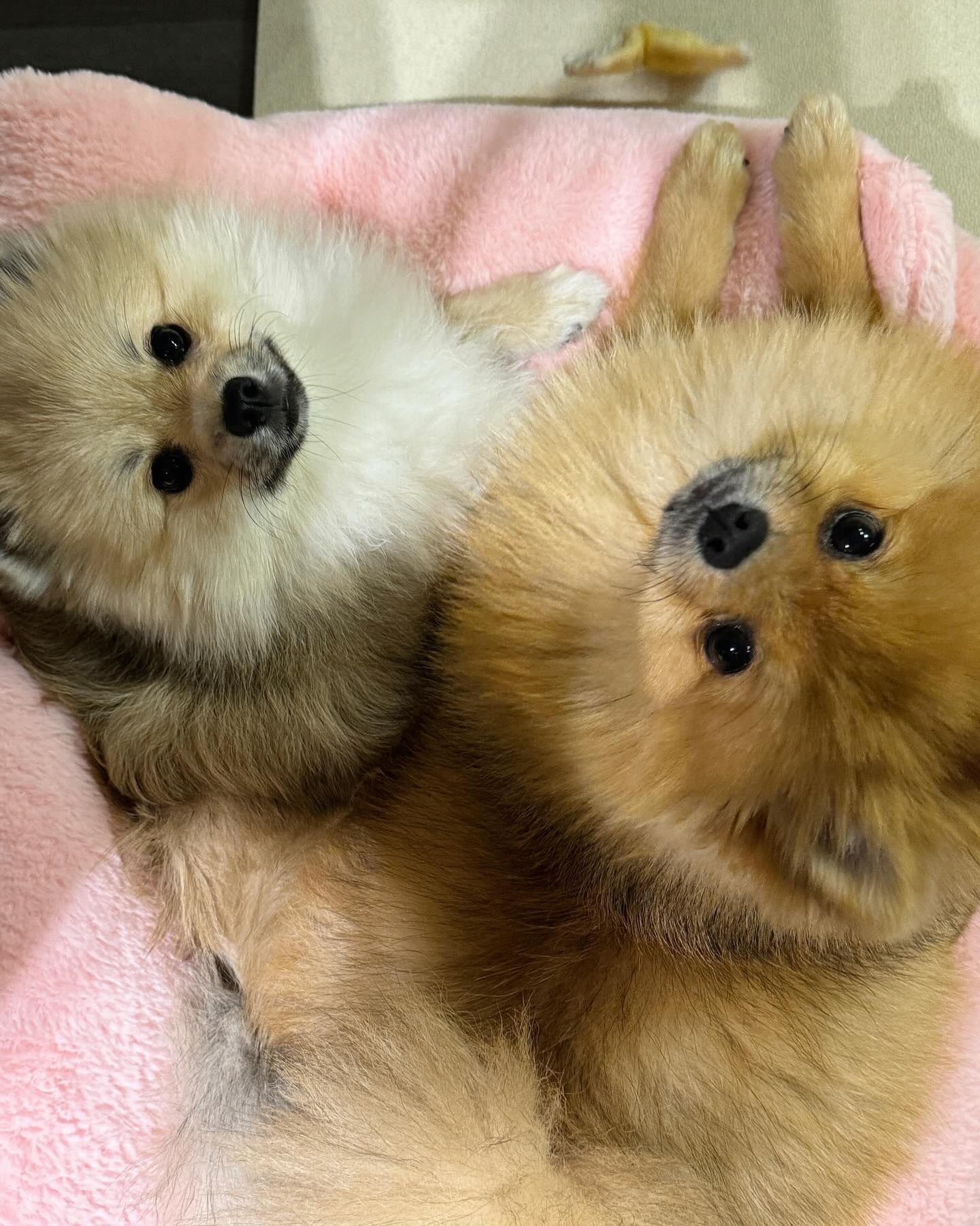 콘텐츠