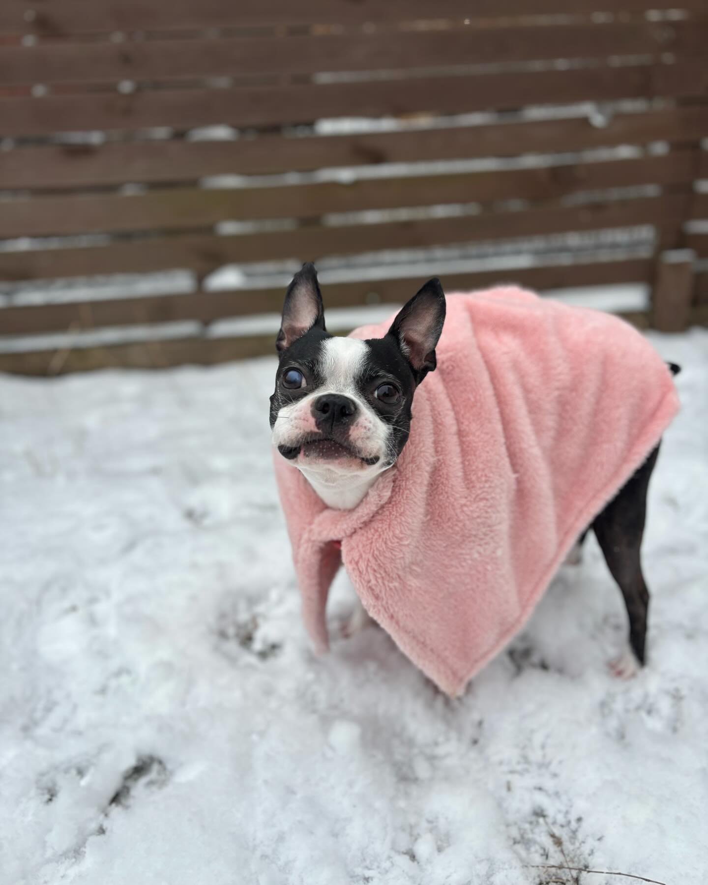 이모 삼촌들 멜크🎄❤️

#merrychristmas🎄#2023#12월25일#🎅#bostonterrier#mameshiba#whitechristmas#❄️