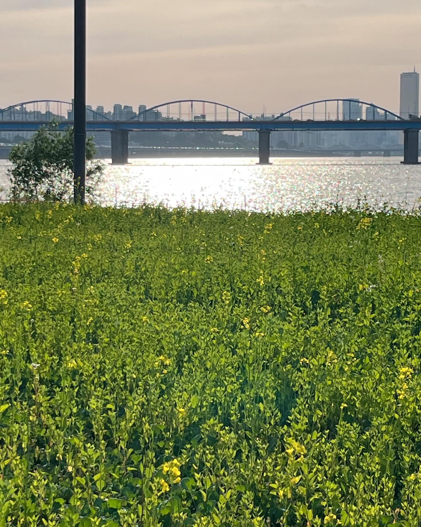 유채야 무럭무럭 자라거라 🌼💛