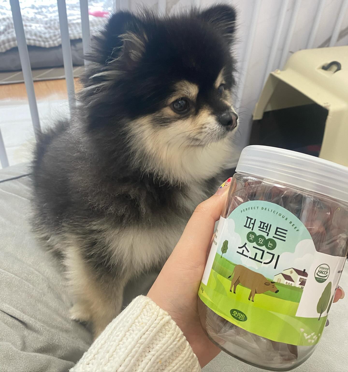 #협찬

오멍 퍼펙트 맛있는 져키

국내생산이고 해썹인증받은 시설에서 제조된 
져키에요~ 이중안심포장으로 되어있고
말랑말랑한 식감으로 산책용이나 노즈워크용으로 적절합니다 🤗
기호성이 높고 휴먼그레이드, 비타민함유되어있어용!

저는 4가지중 관절건강과 면역력강화인
소고기로 선택했어요~~

소고기에는 무기질과 각종비타민이
풍부하여 관절 및 뼈 건강에 도움을 줘요💕

전연령 섭취가 가능한 만능 간식
튀기지 않아서 적은 기름기와 열풍 건조로
제작하여 말랑말랑한 식감이라서
아이가 정말 잘 먹어요🐶

 ohmeong.official	

#애견간식#강아지간식#강아지간식추천#노즈워크간식#강아지트릿#강아지져키