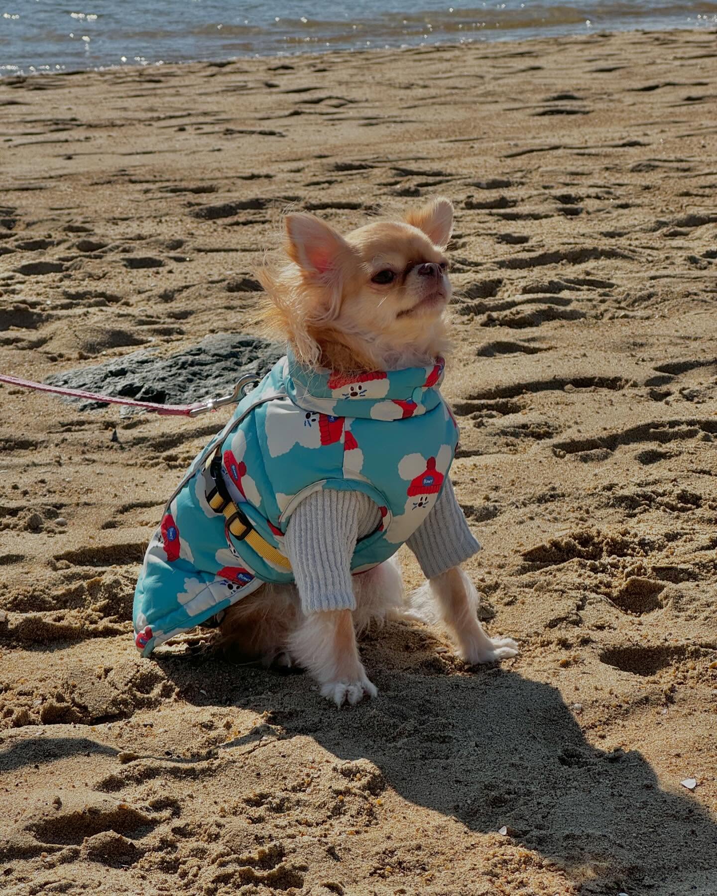 다롱이가 서해바다 동해바다는 봤었지만 
남해바다는 처음 구경했던 다롱이☺️🏖️
인공해변이라서 깨끗하고 다롱이도 신나게
달리다 왔어요🏃
(여수여행 둘쨋날 #여수웅천해변 🌊)