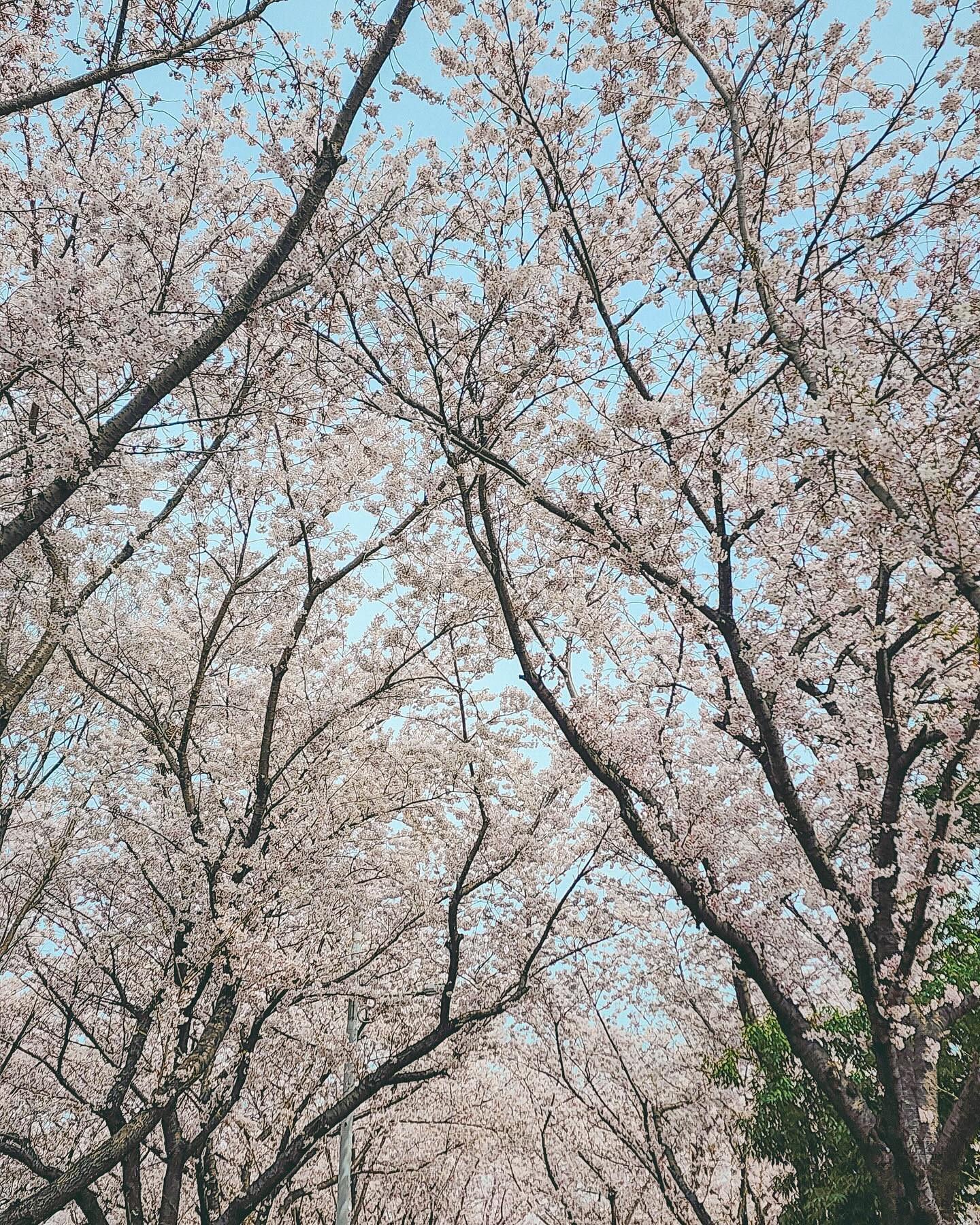 벚꽃 구경 🌸
⠀⠀⠀