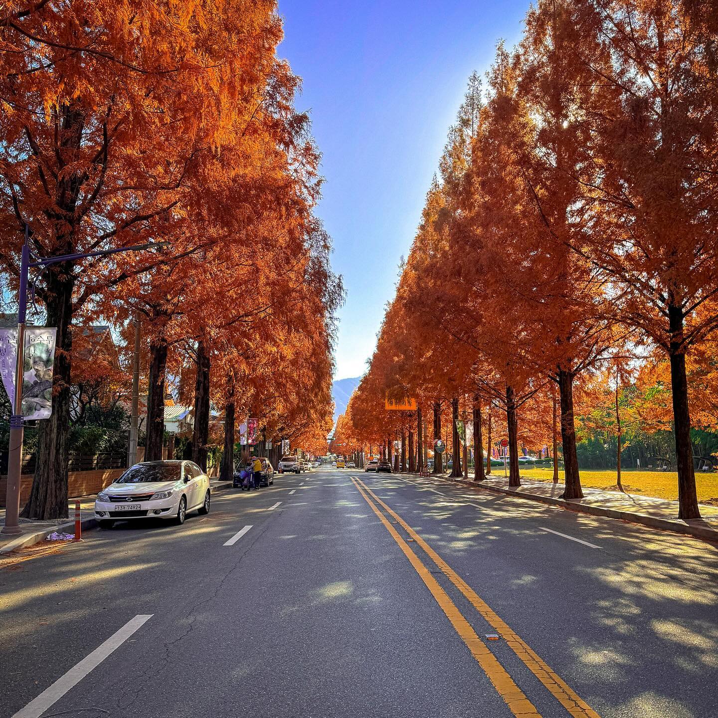 🍁