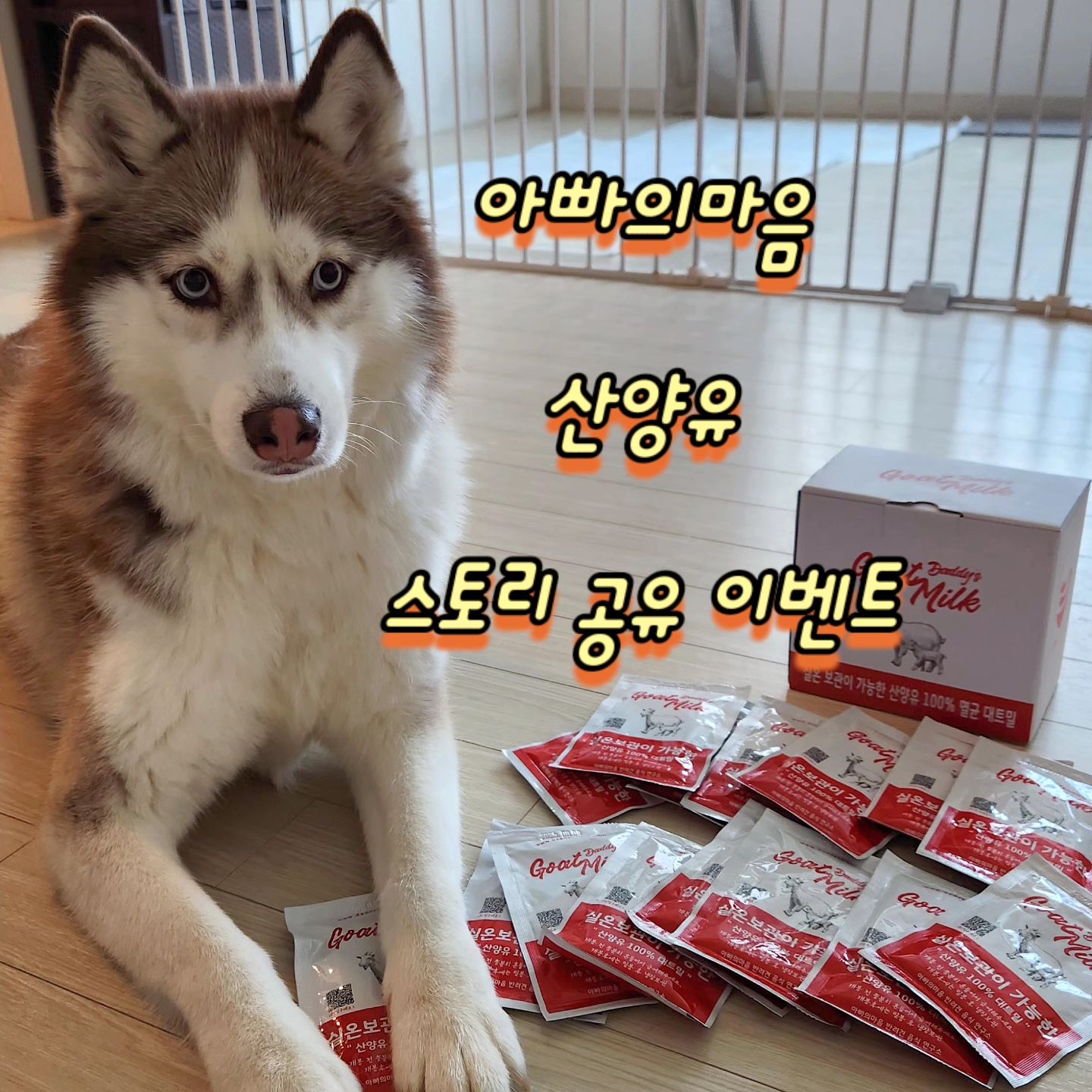 아빠의마음 대트밀 산양유 45팩 35,000원 무배 특가 공구🍼🤍

산양유는 모유와 같은 A2카제인 단백질로 유당을 소화하는 효소가 나오지 않는 강아지들에게도 소화 흡수가 좋으며, 유제품 알러지가 적고, 면역력 강화에 도움을 줍니다.

산양유 효능은 면역력을 높여주고 소화건강 능력을 높여주고 뇌 건강에 필요한 신경전달물질과 신경 펩타이 생성 외에도 엽산,비오틴 및 비타민B 생성촉진,요로 감염 도움,설사/변비 완화를 위해 위장관 염증 감소 도움,호르몬 수치를 균형있게 조절,섭취한 음식 독소 및 발암 물질을 분해하고 중화 시키는데도 도움이 됩니다

🎈스토리 공유 이벤트 참여 방법🎈

산양유 20팩 : 2명
산양유 10팩 : 3명

⚠️스토리를 공유하여 3개 계정을 꼭 태그 해주세요
m_____maeng
near___place
daddy._.diary 

⚠️댓글에 참여완료+친구 태그를 꼭 해주세요

⚠️이벤트 당첨자는 공구 마감 후 피드에 공지글 올리겠습니다

🤍공구기간 : 8.20~8.25
공구가격 : 45팩 35,000원 / 무료배송
출고기간 : 평일 오후 2시이전 당일출고

주문은 프로필 하단 링크로 부탁드려요 🍼