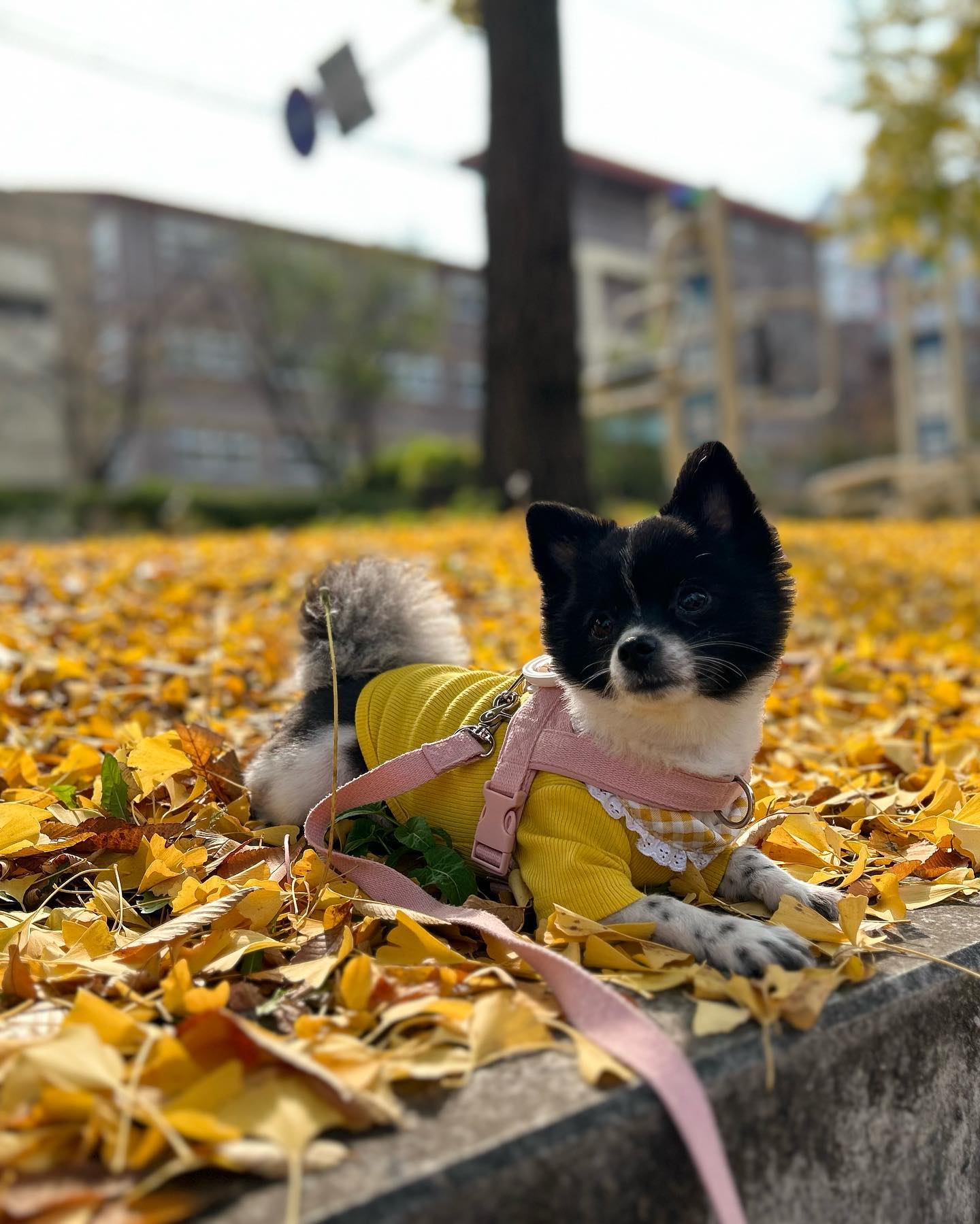 가을 공주🍂
