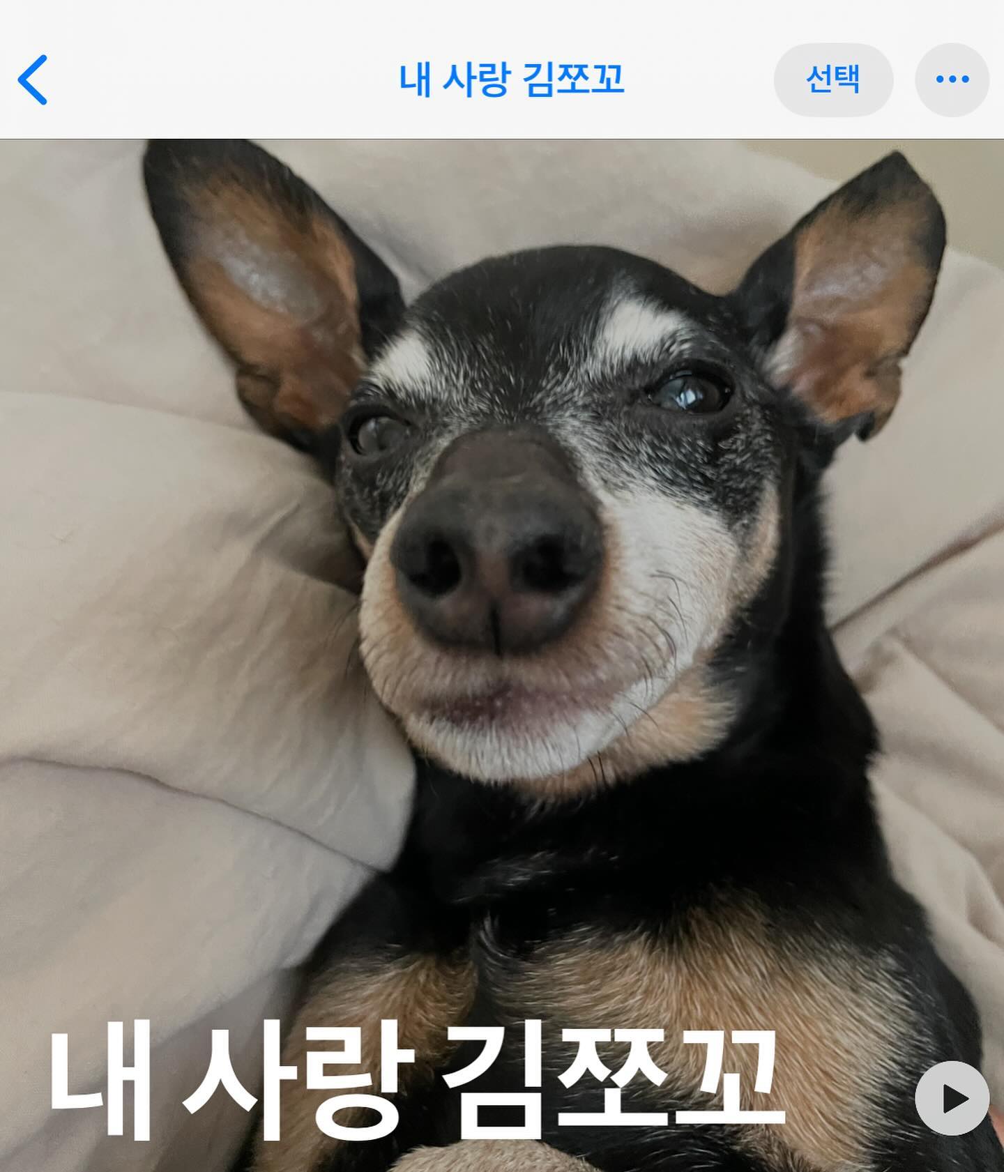 내 사랑 김쪼꼬 18번째 생일 축하해 💛
( 12월생이니까 17살로 하자 그냥 ! )
올해 또 한번 축하해줄 수 있어서 너무 고마워
그리고 항상 미안해 강아지

내년에도 너의 생일을 축하해줄 수 있을까 ?
돌아오는 24년 12월엔 눈물짓고 있진 않을지 걱정도 되지만
일단 올해를 무사히 넘겼으니 좋은 생각만 할게

세상에서 제일 사랑해
내 최고 강아지는 오로지 너야 김쪼꼬 

바보 몽총 개 아니 사실 똑똑 멋진 신사 개
그리고 최고 착한 깜장 강아지

많이 미안해 사랑해 고마워