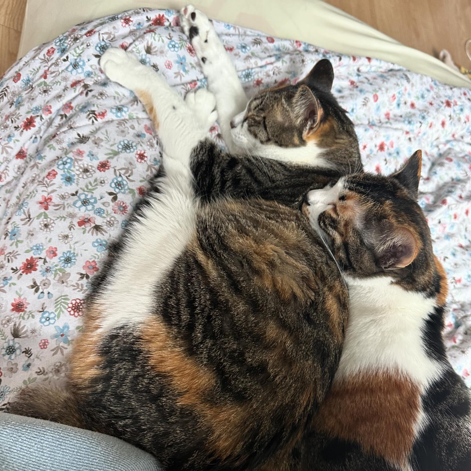 이쁜시키들 🐯🦁
.
둘이 투닥투닥도 자주 하지만
(오늘은 그 흔적으로 털 뭉텅이 봄)
서로 의지하고 좋아하는게 느껴진다
.
매일 몇 번이고 청소해야하지만 
너희를 만난거 후회 안한당
건강하게 즐겁게 지내자 
.
.
#냥시키들 #냥집사 #3년차