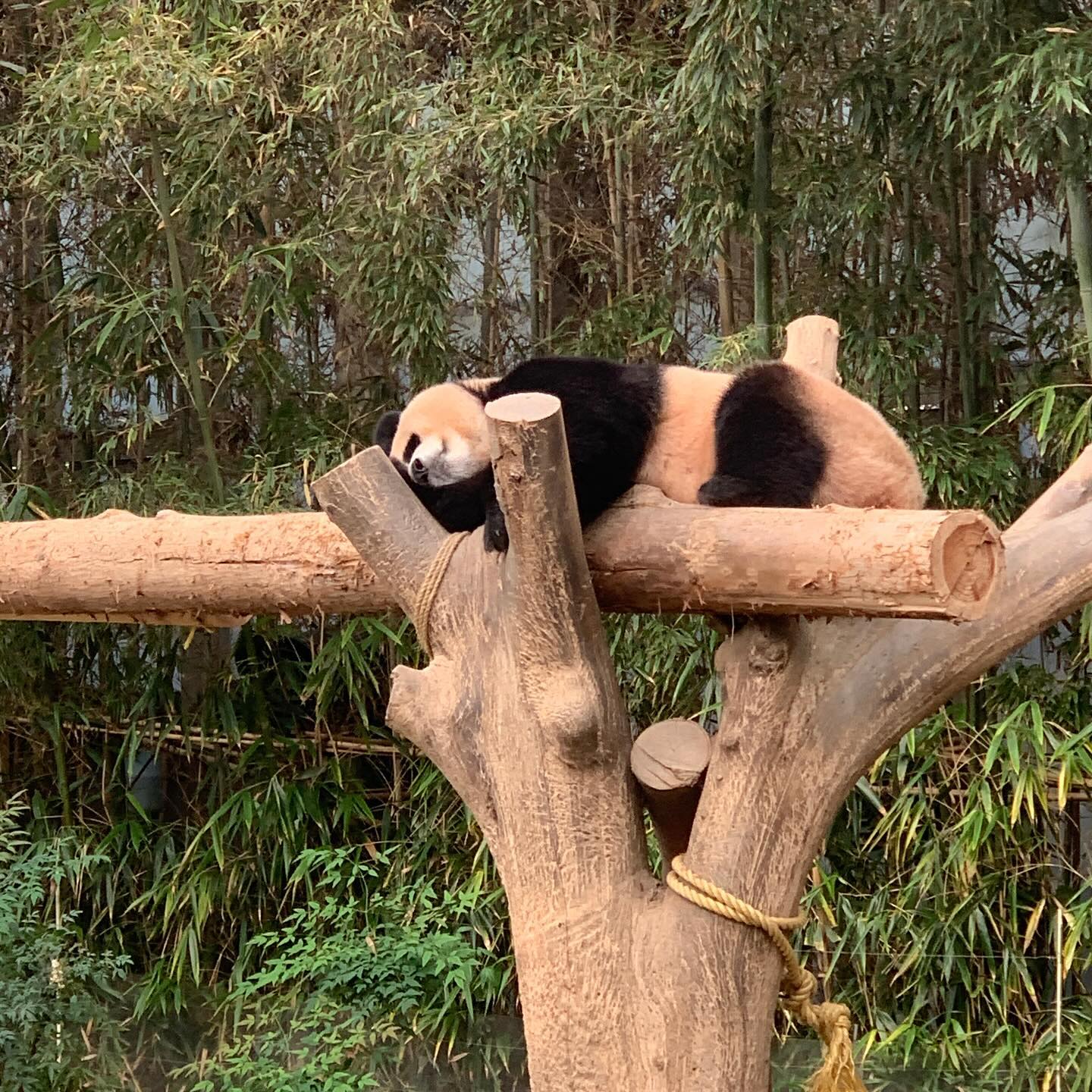 🐼널 보기위해 왔다 푸바오야
시작은 푸바오였지 아마?!..🐼
판다 집이 생각 보다 작아서 너무 불쌍해 ㅜㅠ 내가 사려고 했던 판다 기념품은 다 품절이여서 난 기린에게 빠졌다!!><

#10월 #에버랜드 #푸바오 #러바오 #판다월드 #즐거웠다❤️