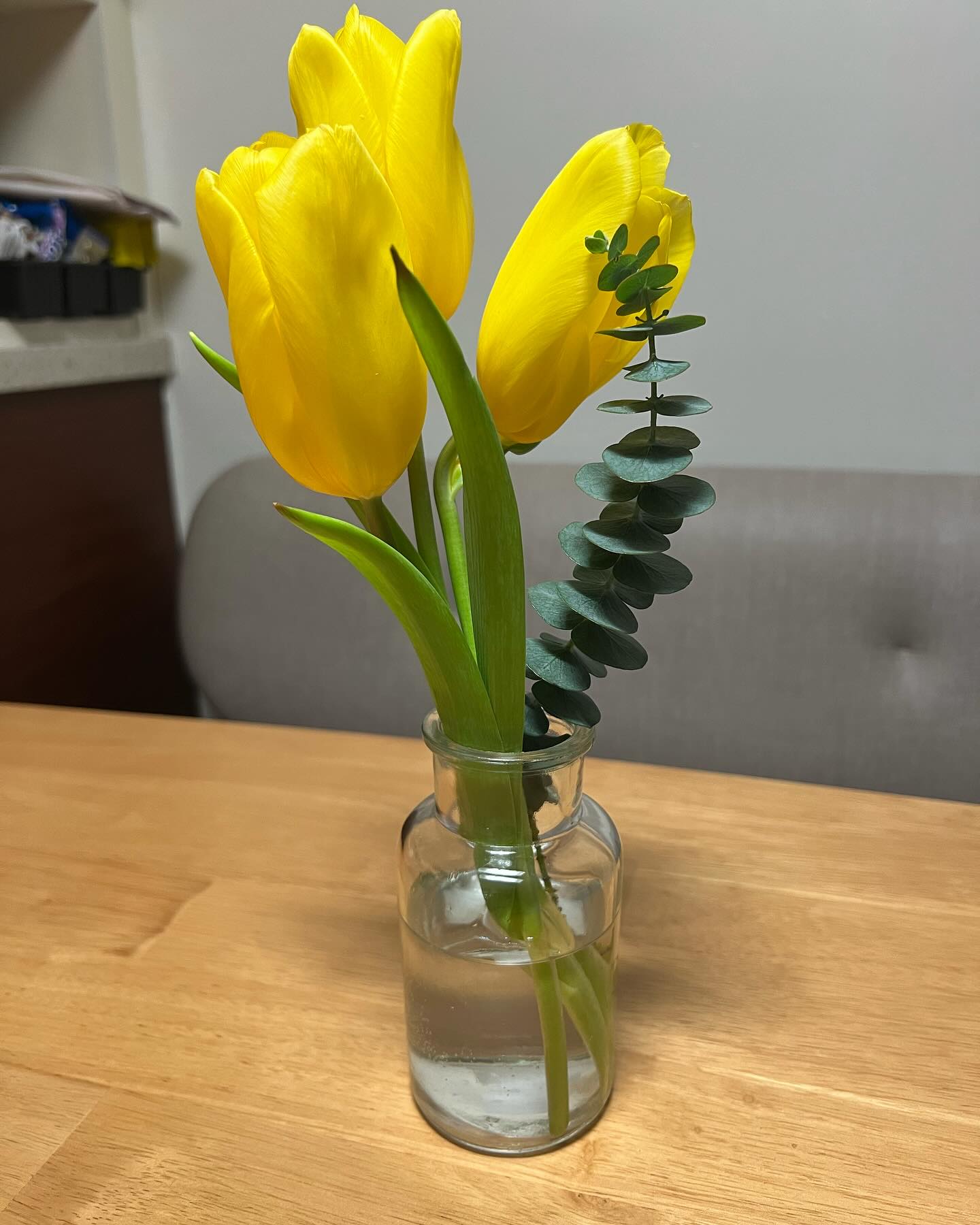 튤립, 거베라 귀요미 생일 축하 기념 꽃잔치!

#튤립 #거베라 #꽃농장손자