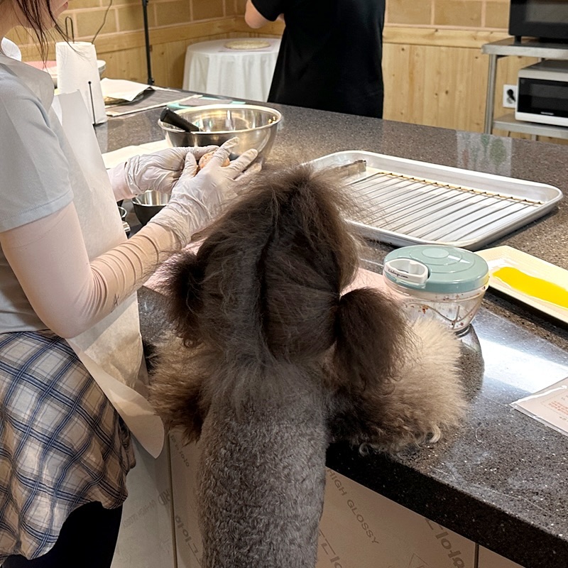 🧆
얼마 전 바니랑 친구들이랑 엄마들끼리
이미 너무나도 친한 4년 넘은 사이지만
더 모두 가까워지고 같이 돈독한 사이와
더 깊은 교감을 위해 우리 강아지들이 먹을
펫푸드 원데이클래스를 하러 갔어.
.
⚠️ 미리 말해주자면 이든독펫푸드클래스는
한 번에 한 팀만 참여하기 때문에 자유롭게
오프리쉬로 돌아다녀도 되는 공간이라서
우리 모두가 자유롭게 편하게 리드줄 없이
돌아다니는 거라 오해는 없길 바랄게🙅🏻
.
신선한 재료가 미리 정갈하게 준비되어 있어서
특정 음식에 알러지가 있으면 뺄 수도 있고
원하는 채소만 골라서도 할 수 있고 선택지가 많더라구! 
우리는 아무도 알러지 없는
축복받은 유전자라 모든 재료를 다 쓰겠어요🤣
사실상 그냥 하하호호 떠들면서 잘게 갈아서
주먹밥처럼 만들면서 속에 고구마도 크게 한 조각🍠
그리고 오븐에 넣으면 완성 짠👩🏻‍🍳
.
너무 궁금해서 엄마가 먹어봤는데
이거 그대로 만들면서 소금 간만 하면
맥주 안주로 최고일 것 같다면서 4알 중에
거의 반 알은 엄마 입으로 들어간 거 안 비밀🤩
.
신나게 친구들과 그리고 눈치 없는 울엄마랑
다 같이 나눠 먹으면서 더 가까워진 것 같긴 하네🙄
뺏어 먹을 게 없어서 강아지 거를..
근데 그렇게 맛있다고 계속 먹은 울엄마🐷
.
친구들은 펫푸드 원데이클래스 경험이 있지만
울엄마랑 나랑 달씌는 처음이라 너무 재밌었고
바른 DOG 덕분에 핑계로 해본 펫푸드 만들기가
생각 이상으로 재밌었고 엄마들도 친구들과도
즐거운 추억을 하나 더 만든 것 같아🥰
.
.
.
🐾본 캠페인은 성숙한 반려견 문화 정착을 위한 캠페인입니다.
.
💛해당 콘텐츠는 토요타 바른 DOG의 후원을 받아 제작되었습니다.
.
🚕 bareundog_toyotakr
.
#TOYOTA #토요타 #토요타바른DOG #토요타반려문화 #토요타바른DOG캠페인 #바른DOG캠페인 #바른DOG크루 #펫티켓 #토요타코리아 #바니달씌 #팬텀푸들자매 #강아지수제간식 #강아지간식 #강아지수제간식만들기 #오늘의강아지 #귀여운강아지 #바니와친구들 #강아지일상 #강아지소통 #이든독 #펫푸드원데이클래스 #팬텀푸들달씌 #팬텀푸들바니 #phantompoodlebonnie #phantompoodledarcy #petscorner #cutepetclub #dailypuppies #cookingpetfood #poodlelove