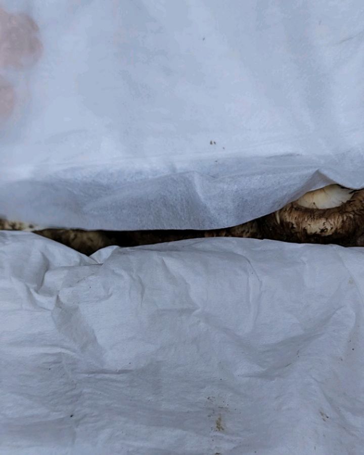 #울진송이버섯 
1kg  향이 크으❤️