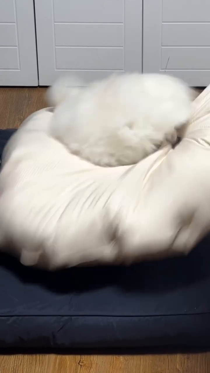 귀엽다는 말 취소
우리집 망나니
누가 널 포메로 보겐닝....