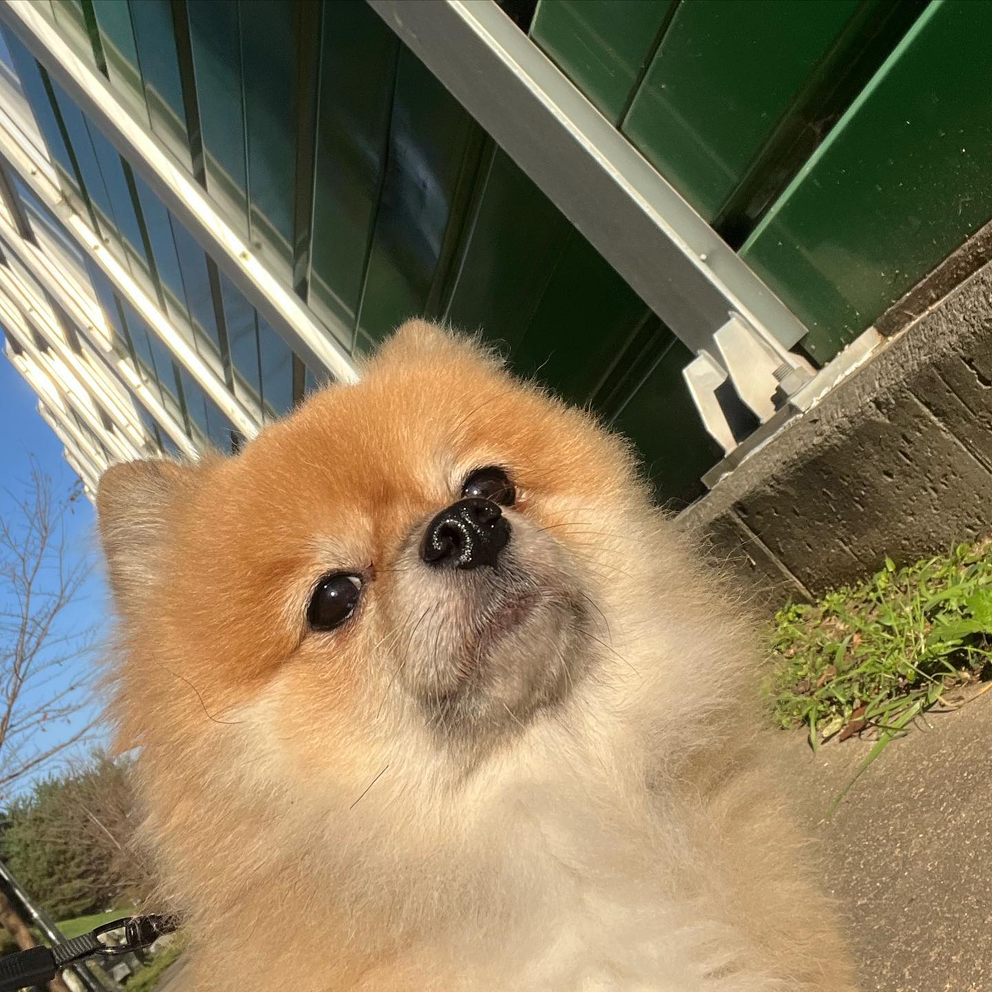 아침 공기 마시면서 산책을 즐긴 뭉치에오~💛 .
.
.
.
.
#포메라니안