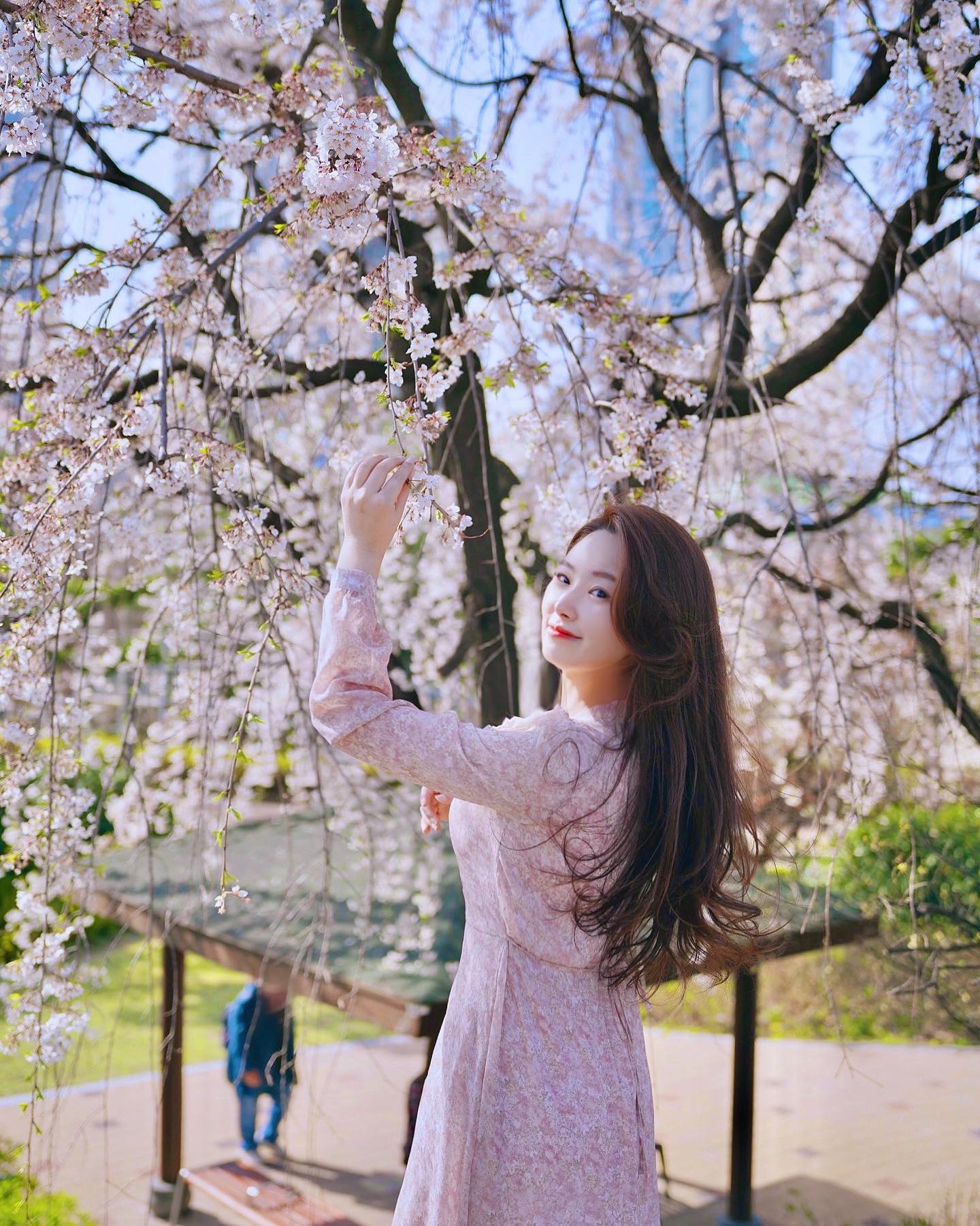 이제 곧 다가올 벚꽃시즌 🌸