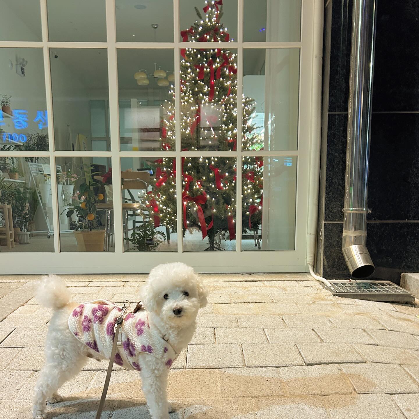 #🎄
길가다 예쁜 꽃집에 있는 #트리 앞에서 찌금

#짱구 #여짱구 
#산책