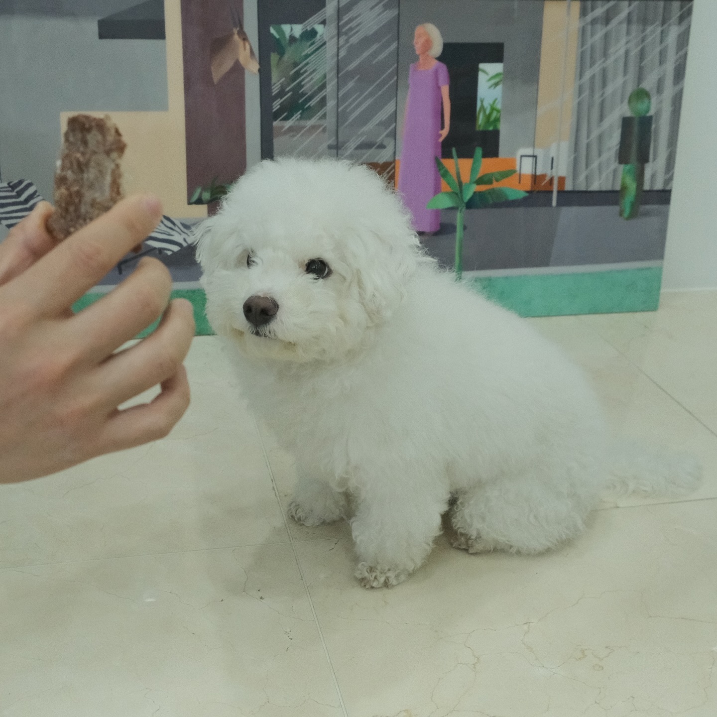#광고

크러쉬드 크런치본 치킨목뼈 60g (크크본) 🦴

치석제거, 영양공급, 저알러지, 스트레스완화, 분리불안해소에 도움을 주는 강아지 간식으로 그레인프리, 글루텐프리여서 알러지 있는 폭신이도 안심하구 냠냠 🥹🩷

촘촘한 구조로 노령견도 씹기 편한 다양한 식감으로 스트레스 해서와 구강 건강에 도움을 주니 요즘 폭신이 최애간식으로 임명🧑‍⚖️

#그레인프리 #글루텐프리 #강아지간식 #크러쉬드 #펫월드몰 #강아지치석 #치석제거 #오리간식 #강아지오리 #알러지피부 #강아지아토피 #강아지건강간식