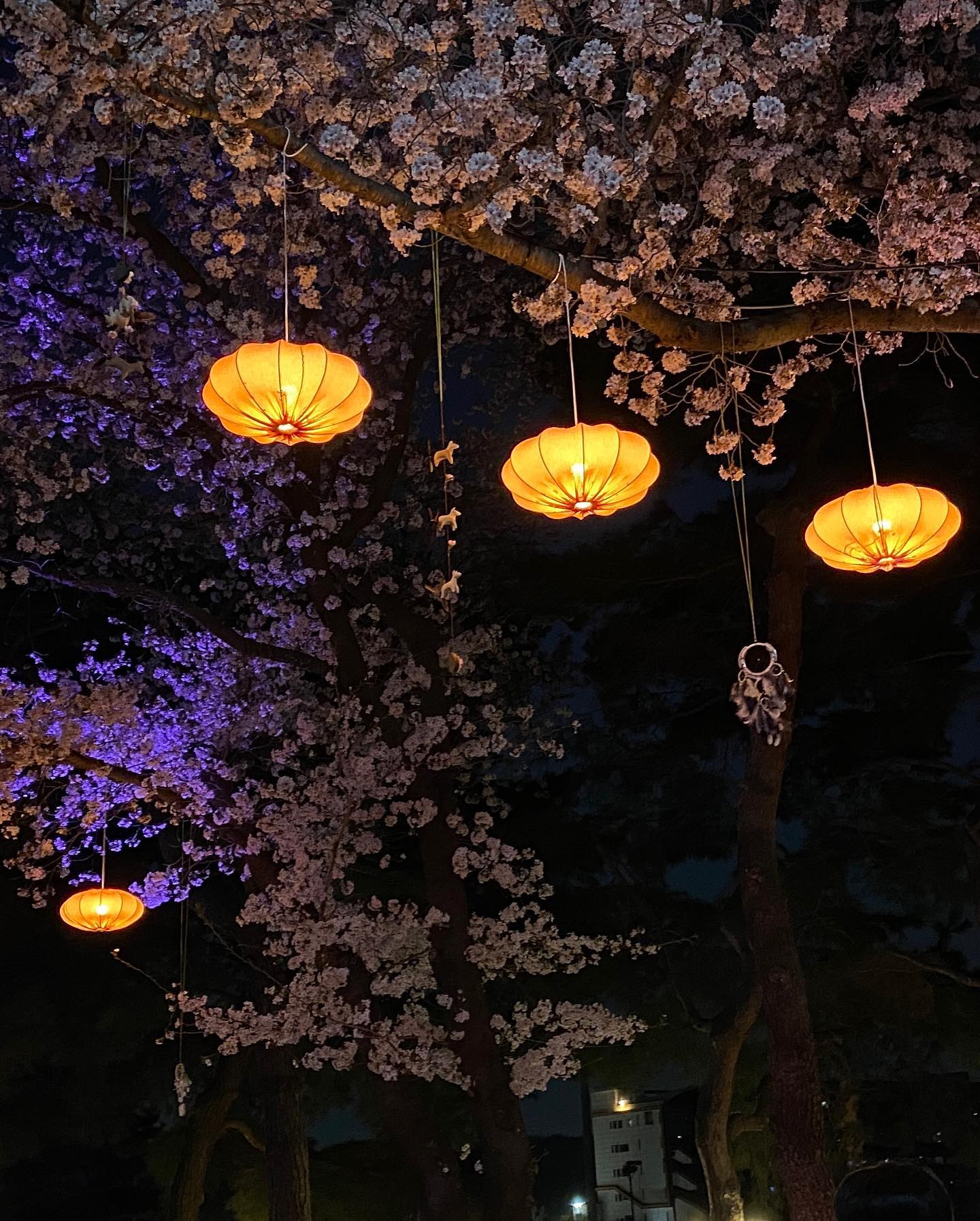 🌸💓💖
너무예쁜 벚꽃야경이다♥

과천에 벚꽃축제

방문한날:월요일
비가 많이와서 잘 있으려나?
오래 보고 싶다 벚꽃🌸

.
#벚꽃축제 #벚꽃야경 #🌸
