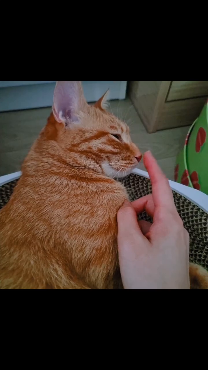코코코코...

#고양이 #고양이그램 #다복 #다복이일상기록 #cat #catstagram #ねこ #ねこすたぐらむ #にゃんすた #집사일상 #고양이일상 #🐱 #사지마세요 #입양하세요 #졸린고양이 #철없는집사