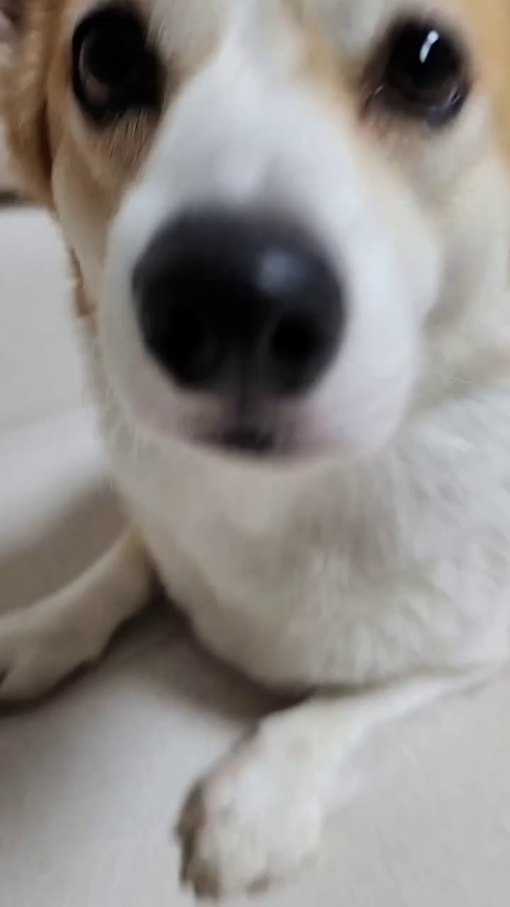 애미가 자꾸 이상한거 배워옴...