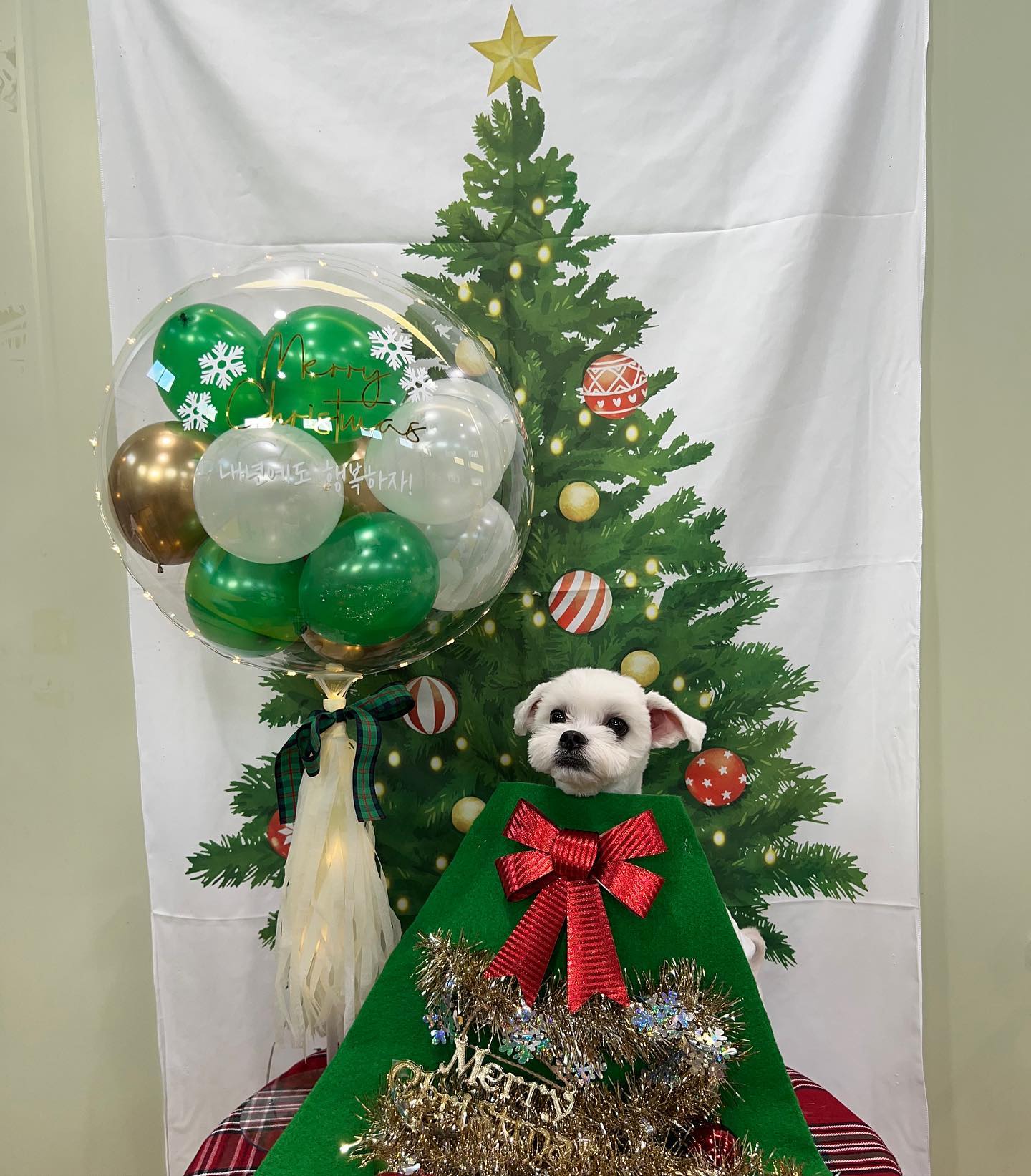 구름이도 칭구들도 눈나 헝아도 모두들 메리크리스마스🎄
일주일도 안됬는데 보고시퍼죽게뜸,,,😭
#메리크리스마스 #크리스마스트리 #트리견 #견트리 #크리스마스 #트리 #멜크