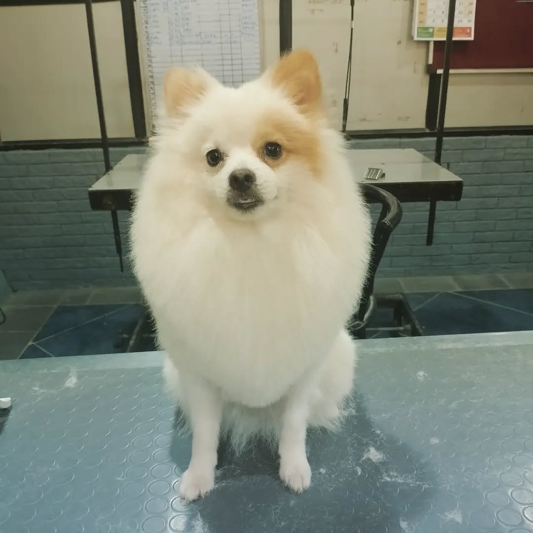 콘텐츠