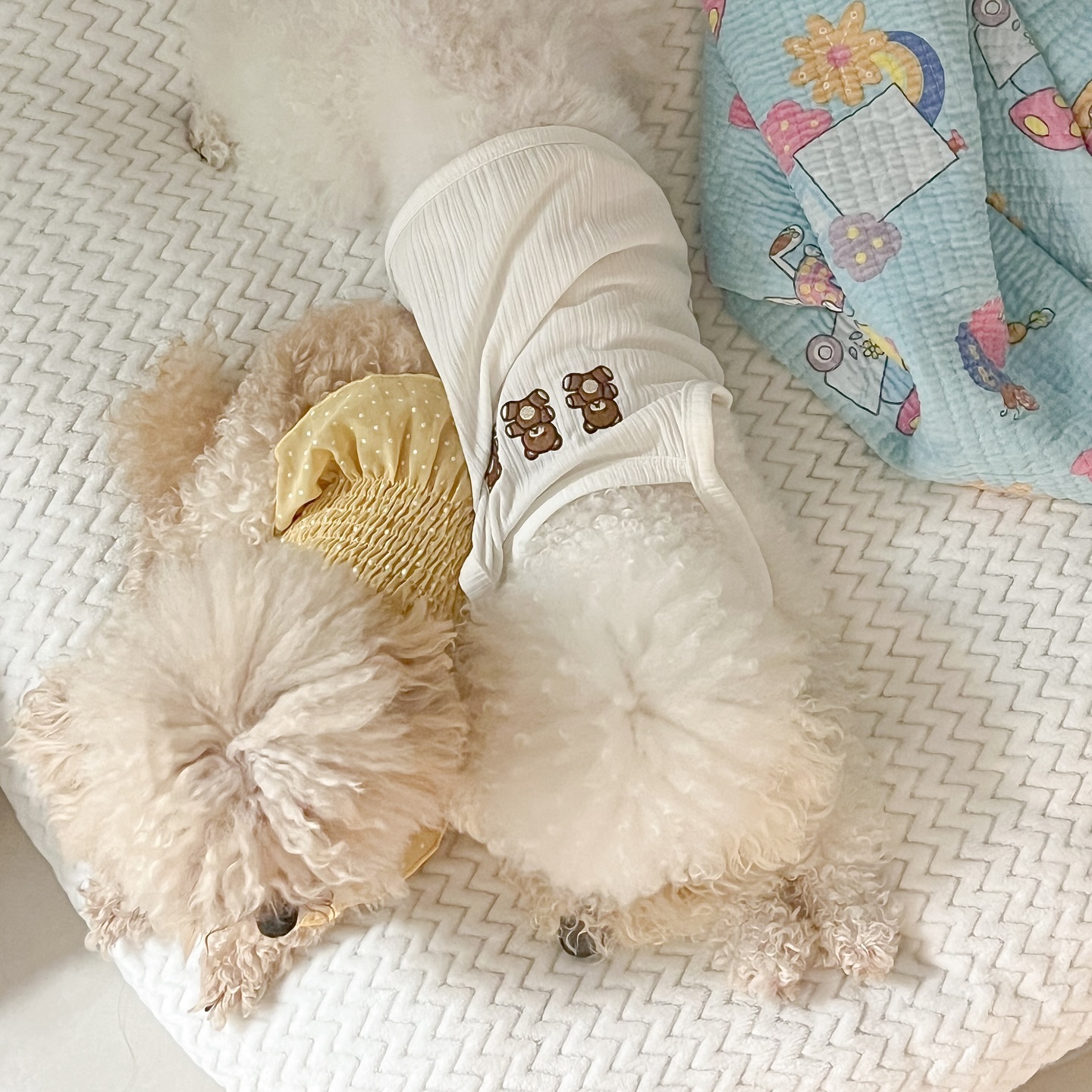 항상 꼬옥 붙어있는 우리 뽀글이들 🐥