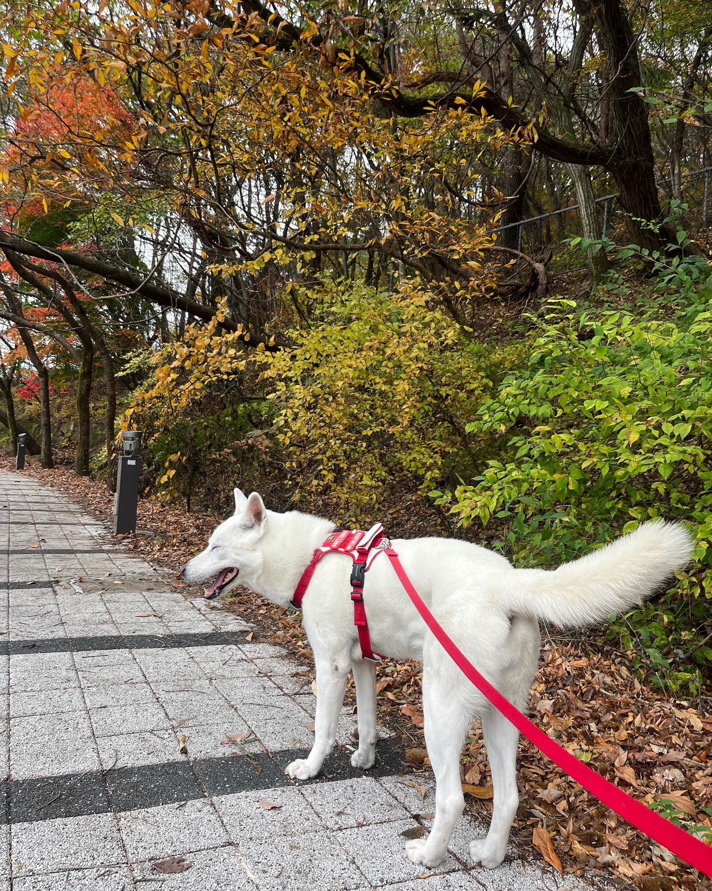 솜이랑 함께하는 10번째 가을🍁🍂