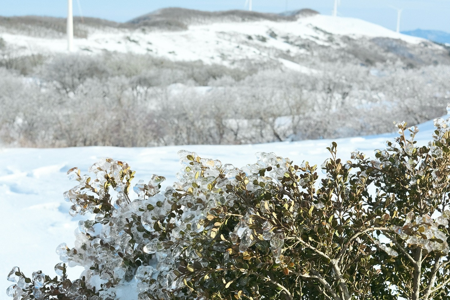 눈이 녹고 나뭇잎 모양대로 다시 얼음이 된 모습 ❄️
#fujifilm #photography #travelphotography #travelblogger #traveling #winter #frozen #국내여행 #겨울여행 #여행사진 #대관령 #삼양목장 #상고대