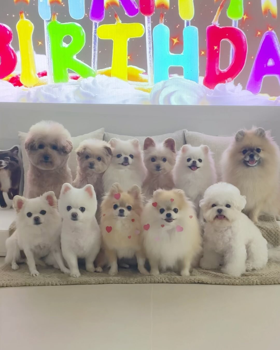 ⠀ 
HAPPY BIRTHDAY TO YOU 🎉

오늘은 앙콤이의 아홉번째 생일이에요.
포는 12월 1일, 앙콤이는 2일이 생일이라
작년까지 포토리콤토리 생파를 늘 함께 했는데,
열살 생일을 채우지 못하고 떠나버린 포예요.
보고픈 마음에 올려보는 작년 생일영상..🥹
( 마지막 사진은 아직도 갓난아기같은 이맨콤 )

엄마 맘속 아홉살에 머무른 포,
그리고 새로운 아홉살을 맞이한 임앙콤 ✨
엄마가 사랑해 아주아주 많이..🤍

/ 아둥, 앗탕, 르네, 비바, 포, 앙콤,
코팅, 하쿵, 에떼, 피키, 샤나 🍼
