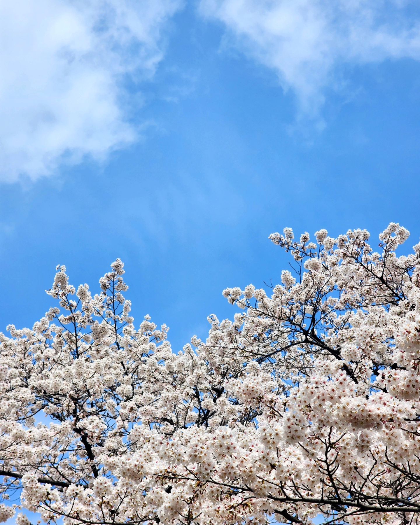올해도 간  #어린이대공원 #벚꽃 🌸 정말 팝콘 같아
너무  이쁘네 또  반함 👀

#인스타일상 #일상 #꽃 #꽃길만걷자 #꽃길 #벚꽃 #벚꽃구경 #봄 #봄나들이 #일상기록 #f4f #f4fb #선팔하면맞팔 #소통좋아요 #카페