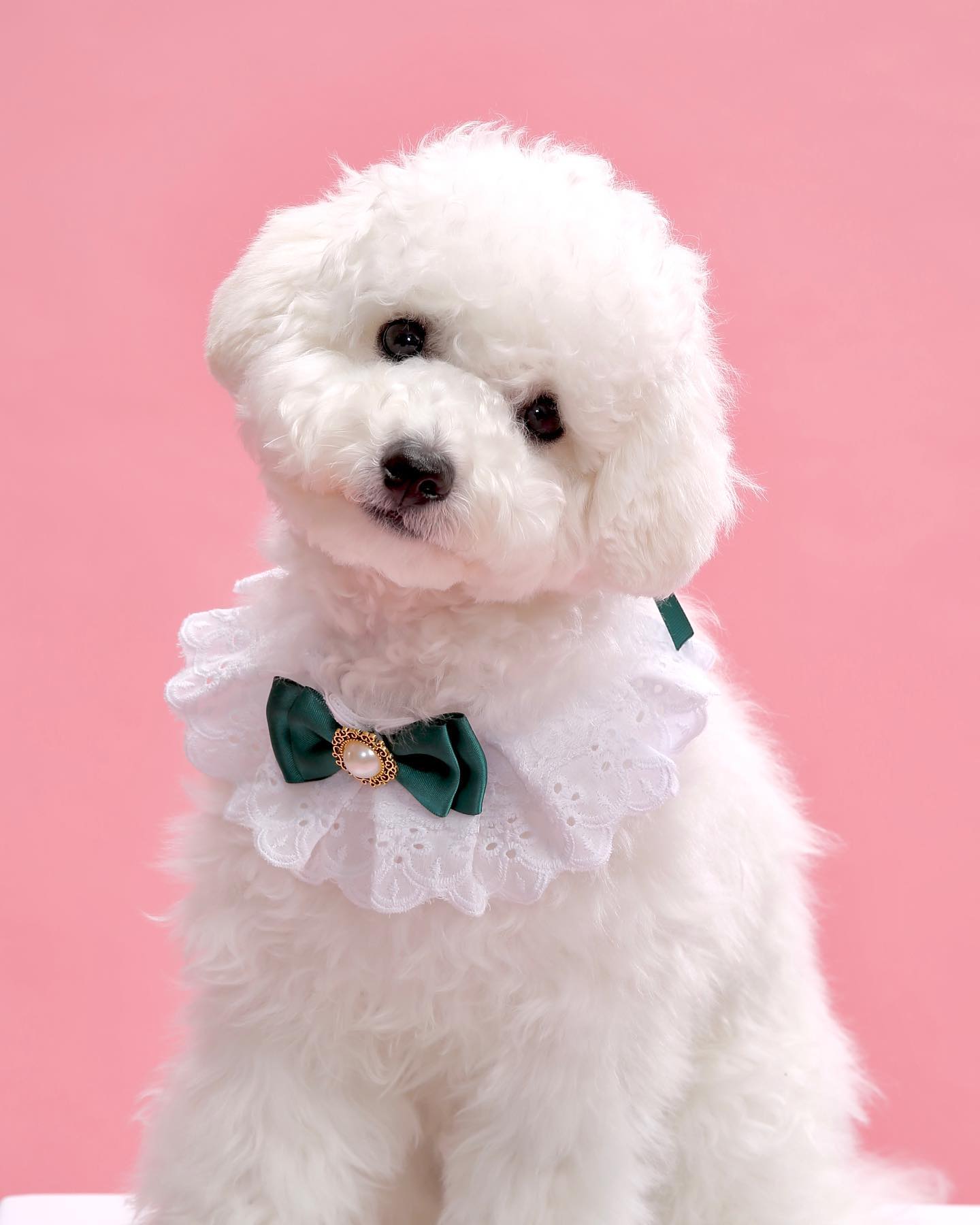 첫 견생사진 🐾

내가 강아지에게 보여주는 세상이 
강아지는 전부라고 하니,
더 많이 자주 산책 하러 가자 
더 많은 세상을 함께 보러가자 💕 
넌 지금처럼 건강만 해