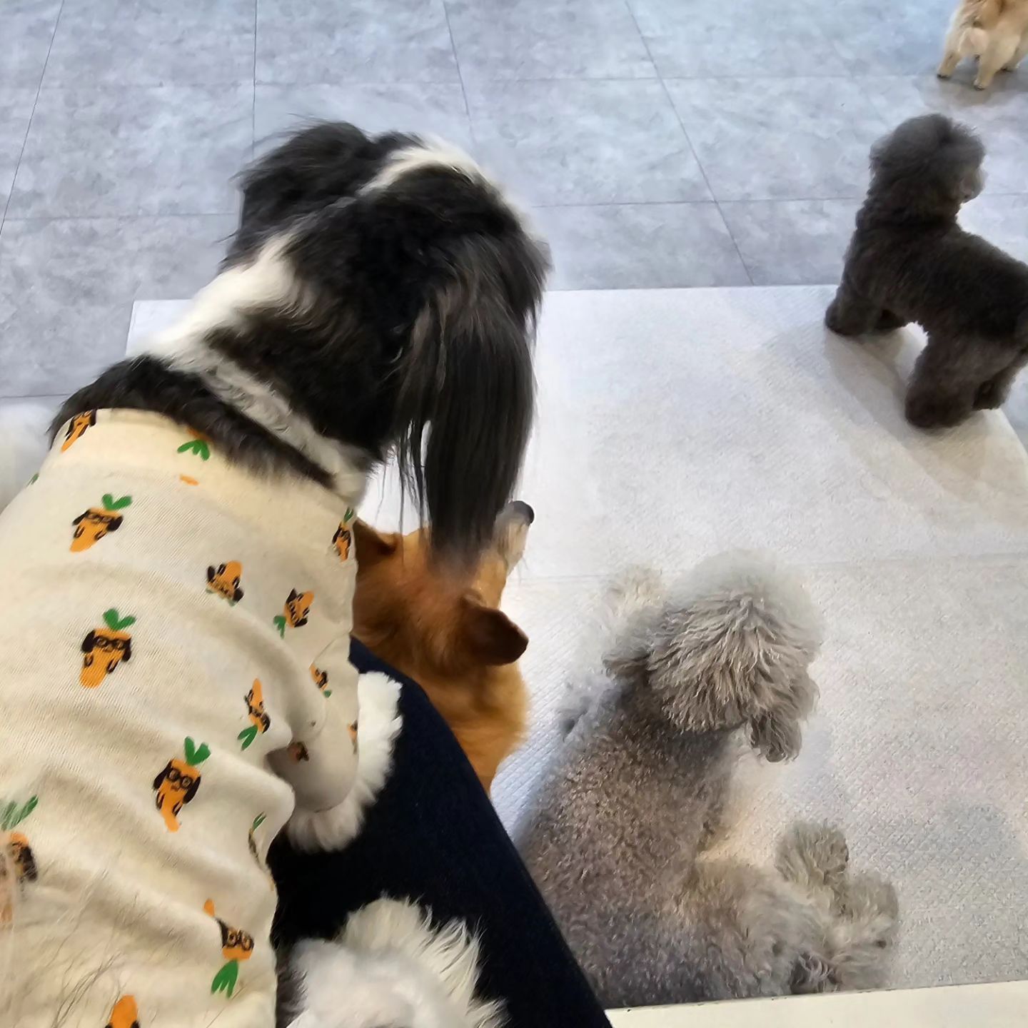 울 아가들 미용하는 동안
무릎쟁탈전이 벌어짐ㅋㅋ
다들 만져달라는통에 행복했던ㅋ
애들이 어쩜 저리 순하고 사람을 
잘따르는지~♡

#강쥐스타그램 #넘의집개스타그램 #애견미용
#베럴라이프 #이태원 #애견미용추천
#강아지그램