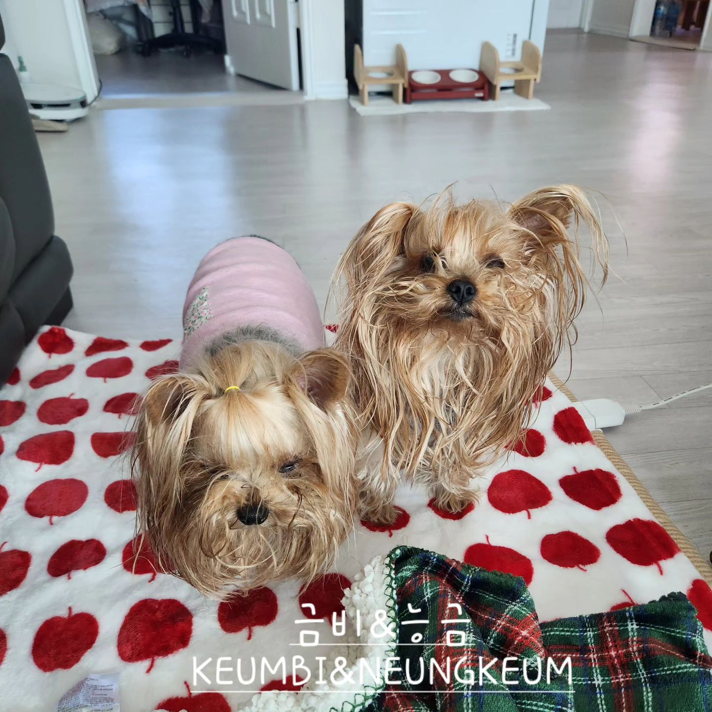 안방 침대서 둘이 잘 자다가 껌딱지 모드 켜져서 찾아온 금능이들 🐶😄😍❤️

.

Thank you for your heart and comments 😊
.
#KEUMBI #NEUNGKEUM #금비 #능금 #멍스타그램 #요크셔테리어 #yorkiegram #우아금비 #깜찍능금 #instadog #내공주님들♥#요키는사랑입니다❤️ #황금개_금비랑능금이 #금능이네 #김해강아지 #yorkiesofinstagram #yorkielife #yorkshireterrier