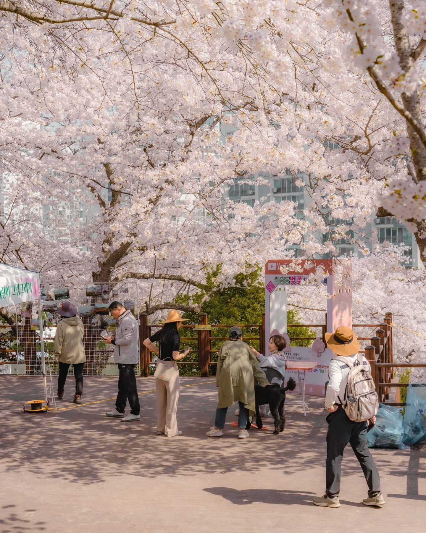 집에서 가까운 벚꽃스팟😊
곧 만날생각에 두근두근

#벚꽃 #벚꽃스팟 #cherryblossom #korea #꽃사진 #스냅사진 #감성사진 #일상기록 #사진소통 #목포