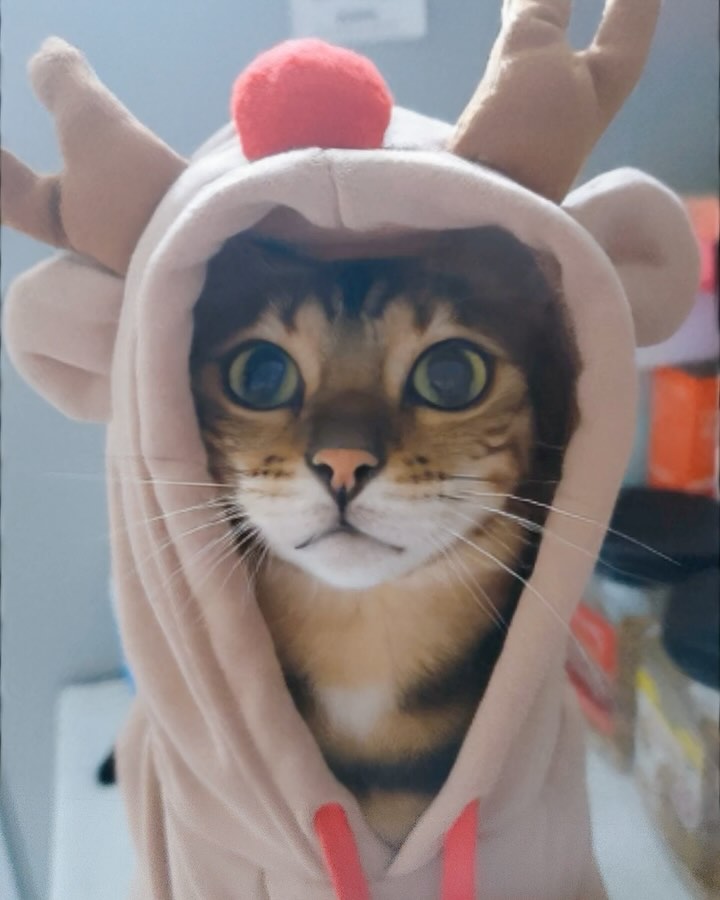 ♡̶
루돌프 라떼와 공주 크림이가 부르는 크리스마스송 어때🎄
크리스마스 즐길 준비된 냥냥이~~ 쏴리질럿🐾
⠀
⠀ 
⠀

#크림 #라떼 #크림라떼 #스코티쉬스트레이트 #뱅갈
#캣스타그램 #냥스타그램 #집사그램 #고양이일상 #고양이그램
#고양이모델 #묘델 #모델냥 #펫플루언서 #촬영문의 #虎皮 #貓咪 #bengal #cat #catstagram #instacat #catlife #貓 #猫 #ねこ #neko #ootd #좋아요 #맞팔 #소통

⠀

cats_of_instagram kittens_planet cats_of_world_ catsprestige petsprestige idonothaveacat.official todays_cat0 lovecatdaily malaikatkucing worldwide_meowdels sweetcatclub catloversclub