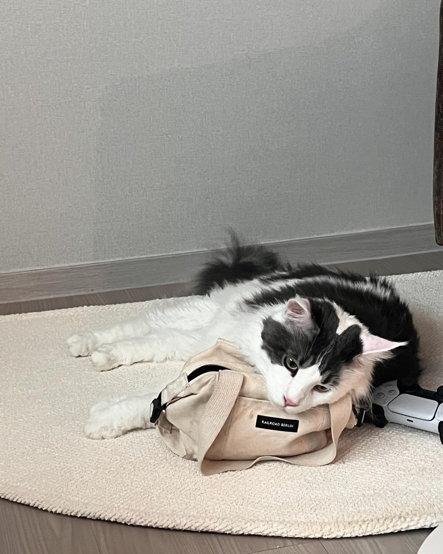 만사가 귀찮은 기무유...🐈‍⬛

#메인쿤 #고양이 #개냥이
