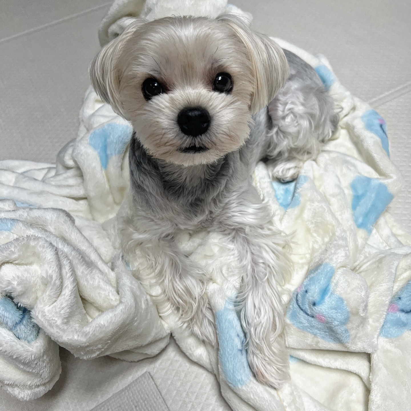 온 세상 담요는 다 몰리꺼야