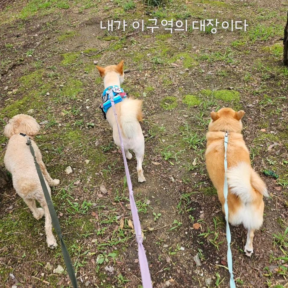 콘텐츠