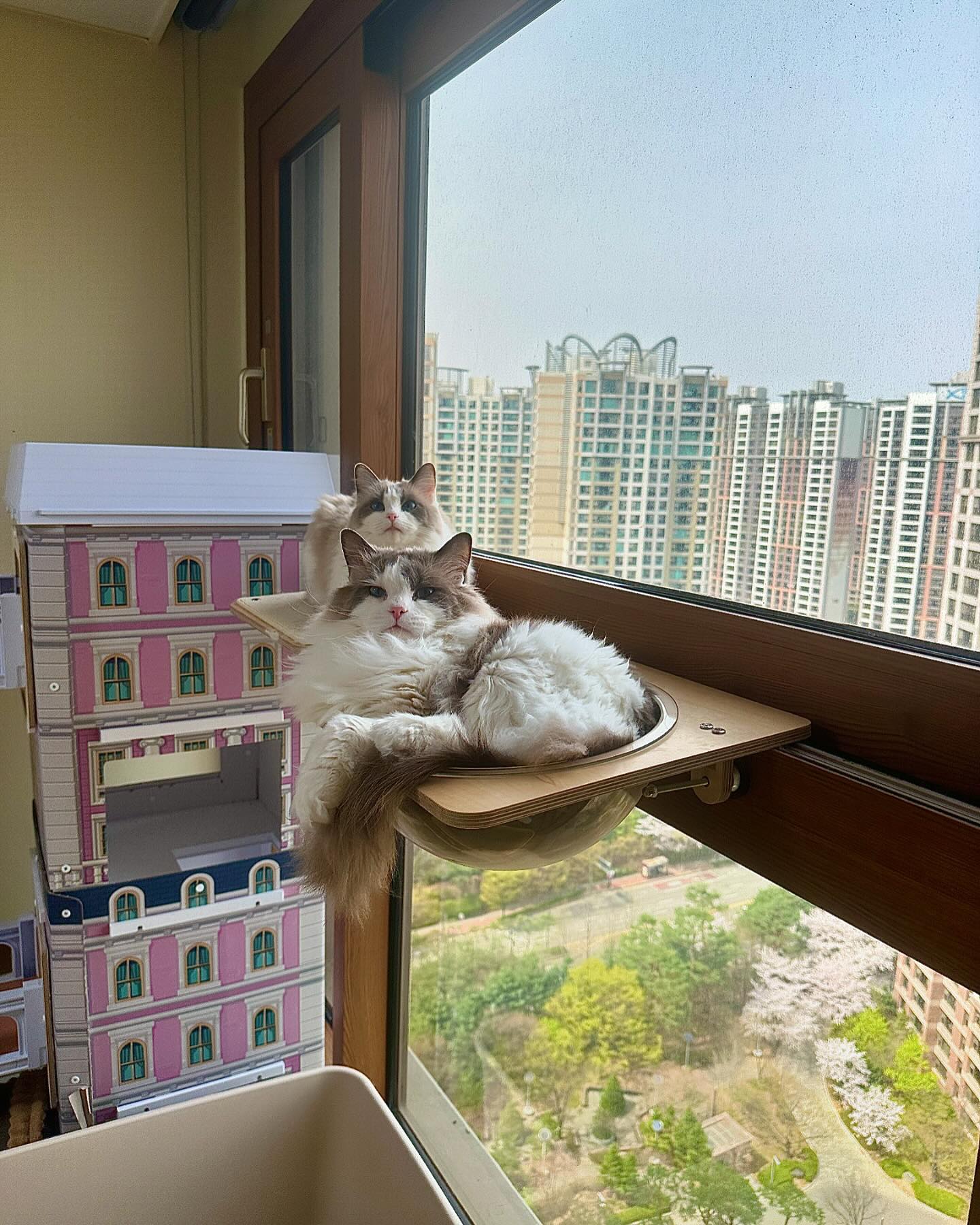 램퉁 요새 왤케 귀엽게 찰싹 붙어있나요🤏🏻
#모자지간셀카
#역광지옥