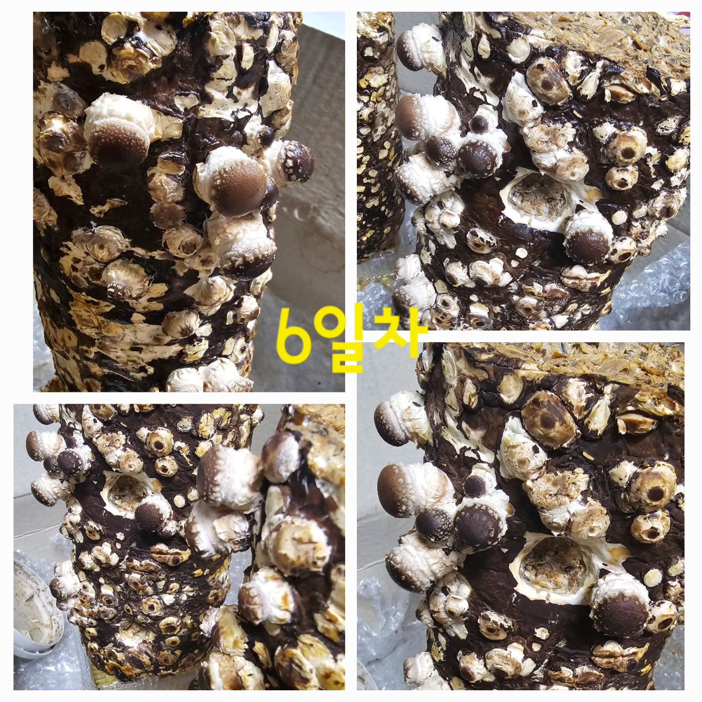 #첫줄👋 
#버섯키우기6일차🍄 #7일차 #8일차  #버섯재배🍄 #버섯키워먹기🍄 #쑥쑥자라는중 #버섯이되가네 #귀욥다귀요워🤣 #물만주면잘자람 #키우기쉽죠잉😁👍 #나의취미가된 #잘자라라🙏 

#표보버섯 은 하루하루 잘 자라는게 보인다.
다른 버섯들은 언제쯤 자라날런지.. ☺️🤗