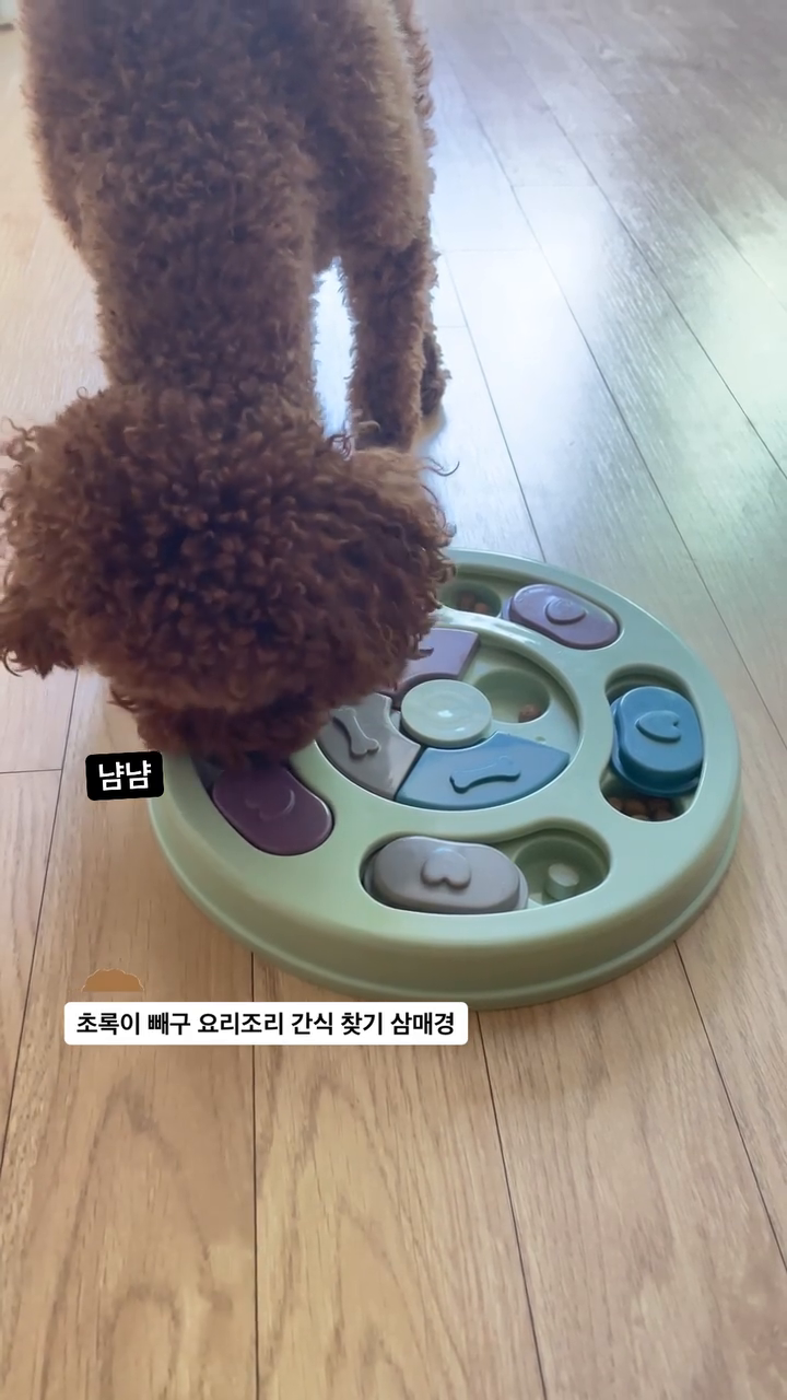 너무 빨리 찾아서 밥그릇보다 조금 천천히 먹는 정도

#푸들미르🐻 #초코푸들미르 #댕팔멍팔맞팔 
#개간식 #댕댕이🐶 #모두메리추석