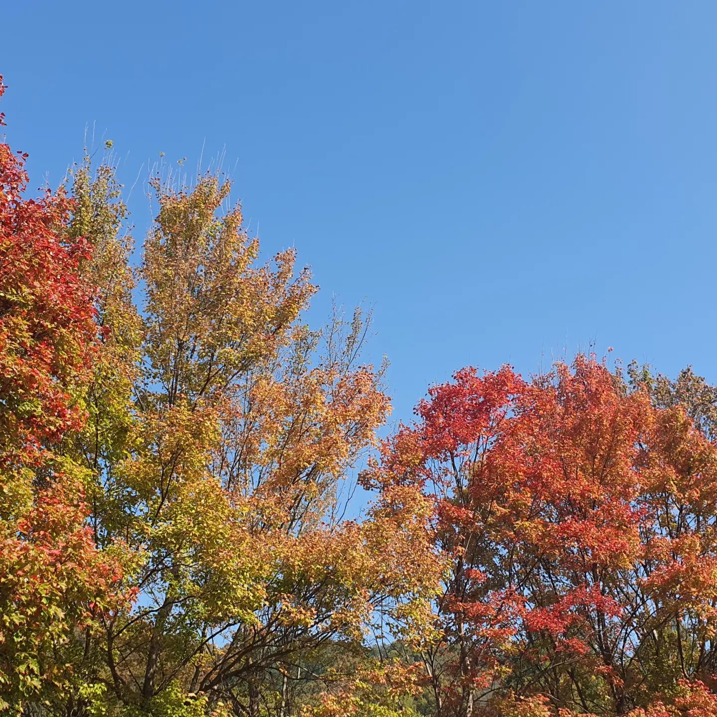 2023.10.29
등산 + 걷기로 11.8km
혼자 가을이랑 논 날 🍂

#보문산 #시루봉 #사정공원 #등산 #하이킹 #트레킹