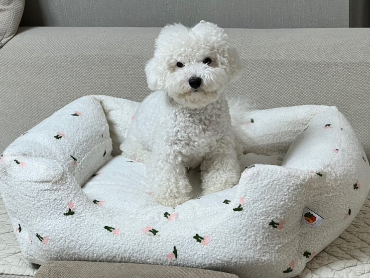 강아지 침대! 가티몰 가티가티 고양이 강아지 방석 쿠션 체리! 애견방석