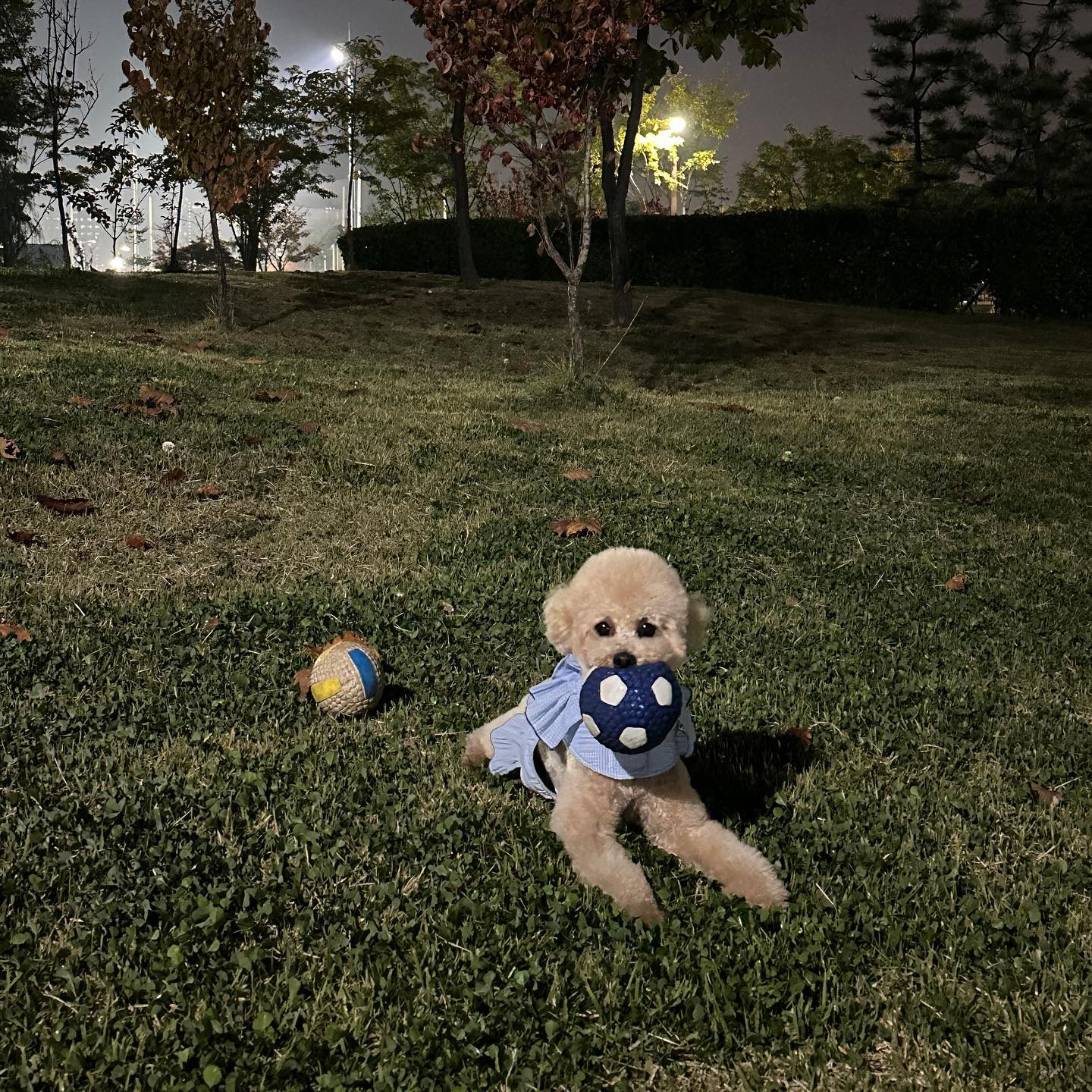 톨이 행복한 나날 보내는 중🐶❤️