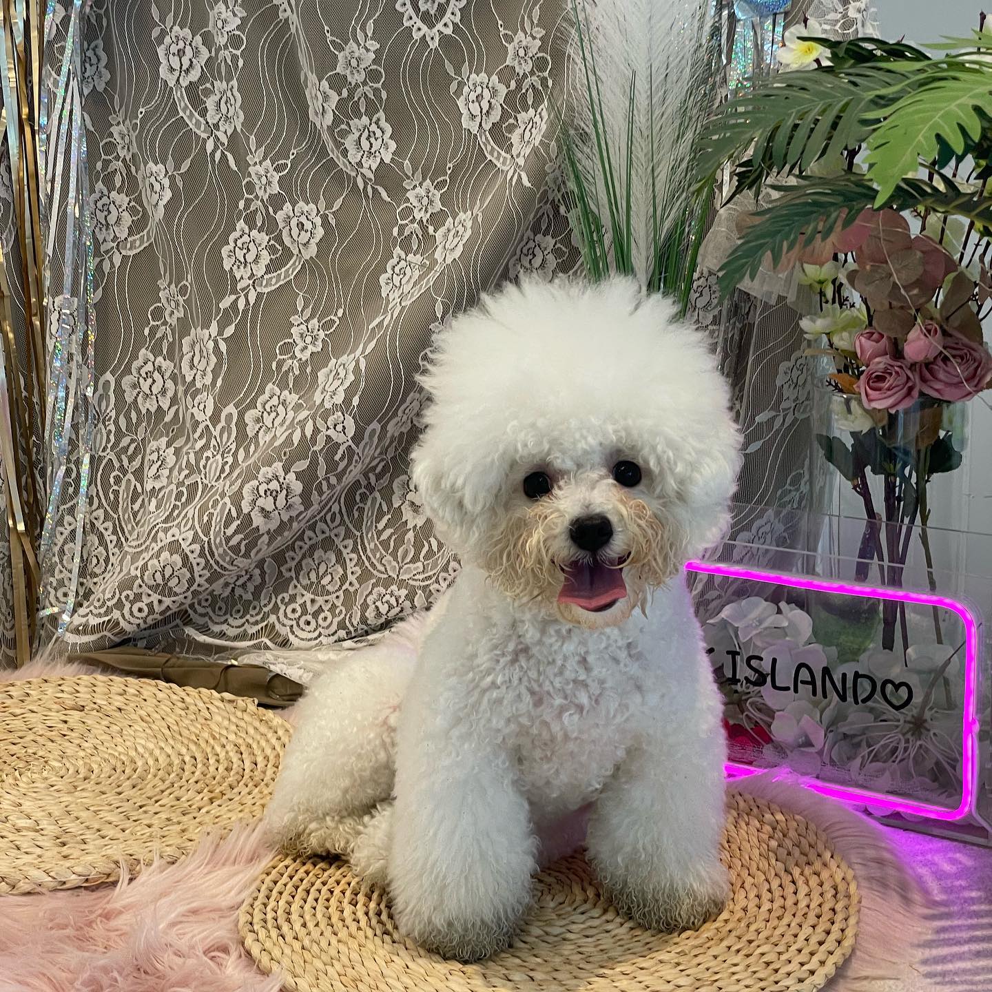 너모 신나게 놀아서 까만양말
누런입이 되버린 하얀강아지🐶🤍