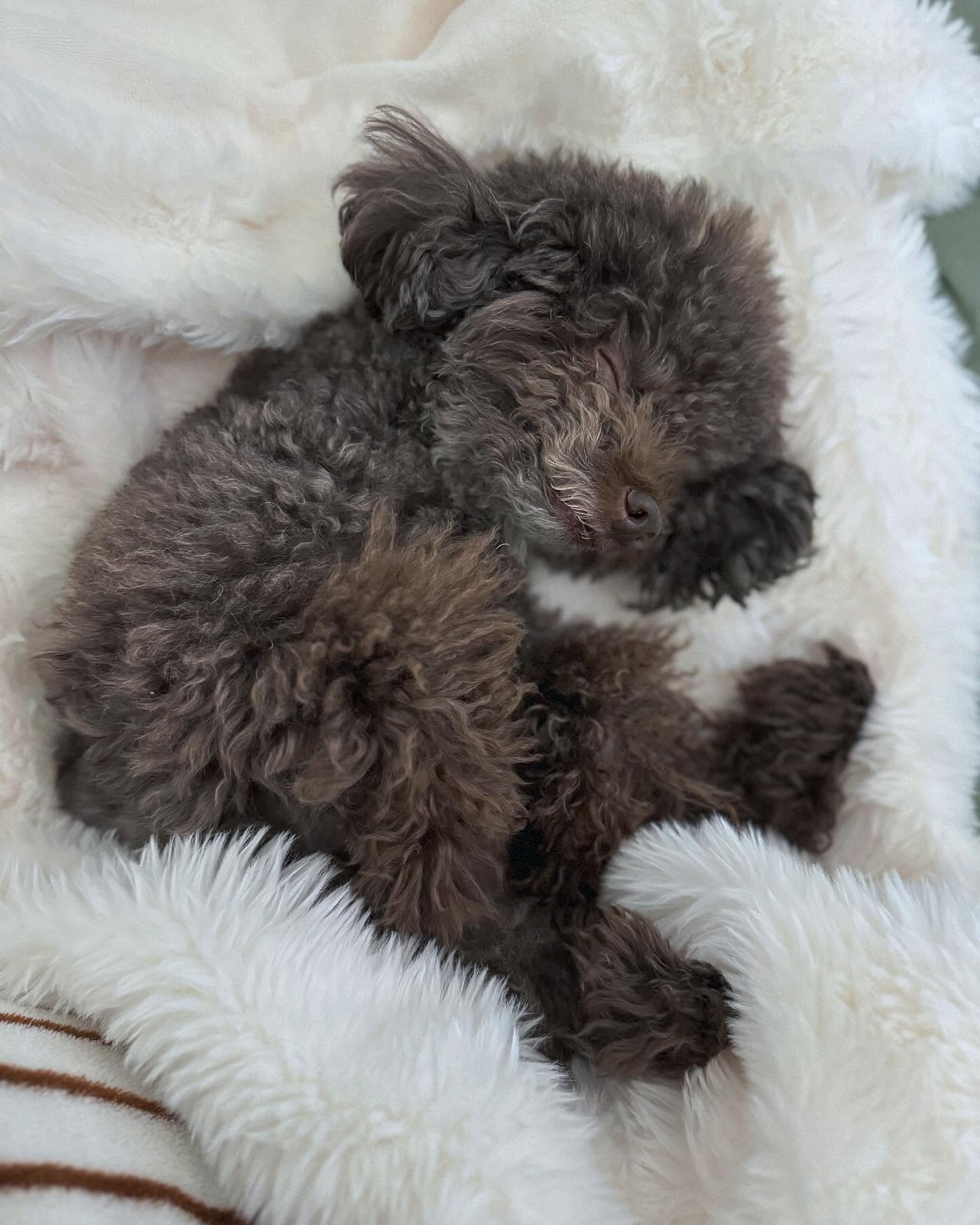 곧 8살되는 라오니 #뉴본촬영 컨셉🤎🍼

임모들 라온이 긔엽쥬?

#강아지 #뉴본 컨셉 #푸들 #poodle #chocopoodle #dog #dogsofinstagram #dogstagram #푸들스타그램 #강아지일상 #강아지그램 #강아지촬영 #강아지사진 #강아지셀프촬영