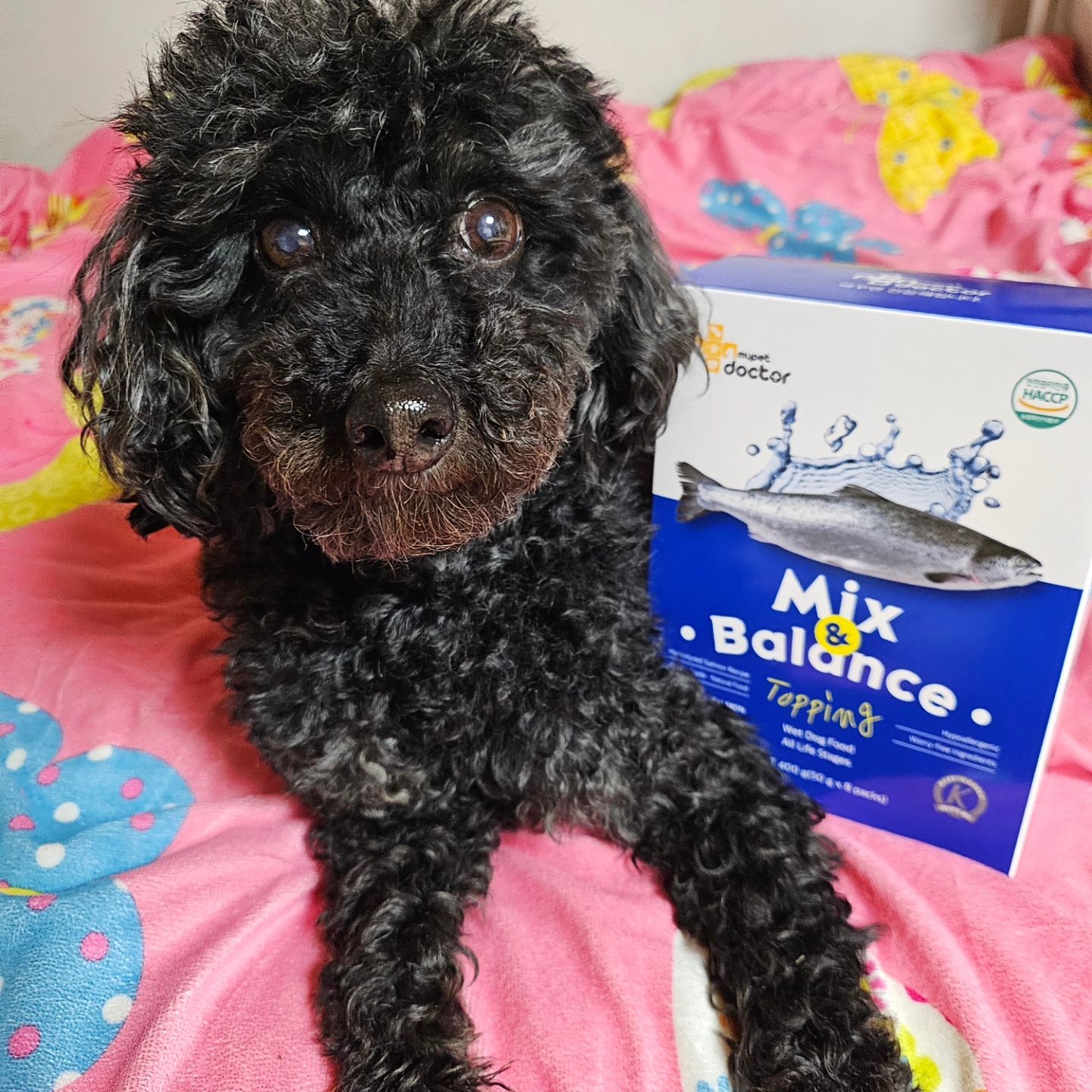 #제품제공 

drmypet.co.kr 의 믹스 앤 밸런스 연어 강아지 습식 사료!!

💙 오메가3, L-카르니틴, 가수분해초록잎홍합복합물, 후코이단, 이눌린, 유산균, 프락토 올리고당 등 기능성 성분 7가지가 함유되어 있다고 해요!

💙 소화흡수가 뛰어난 양질의 휴먼그레이드 육류 단백질 90% 나 함유되어 있고 수분함량은 75% 로 수분균형을 맞춰준다고 해요~

💙 착향제, GMO, 잔류농약, 중금속, 착색제, 항생제가 들어있지 않아요🚫

🧚‍♀️ 멸균처리되어 있어 실온보관이 가능해 보관이 편하고 먹던 사료 위에 토핑으로 뿌려줘봤는데 너무 잘 먹더라구요. 순이가 물을 잘 안먹어 걱정이였는데 영양도 챙기면서 수분도 믾아 2가지 다 챙겨줄 수 있어 맘에 들었습니다! 육류 종류는 닭, 오리, 연어 3가지가 있어 반려견 입맛에 맞게 구매하면 좋을 것 같아요😊

🌈 drmypet.co.kr 

#마이펫닥터 #강아지습식사료 #믹스앤밸런스토핑 #토핑사료 #기호성사료 #휴먼그레이드 #강아지습식